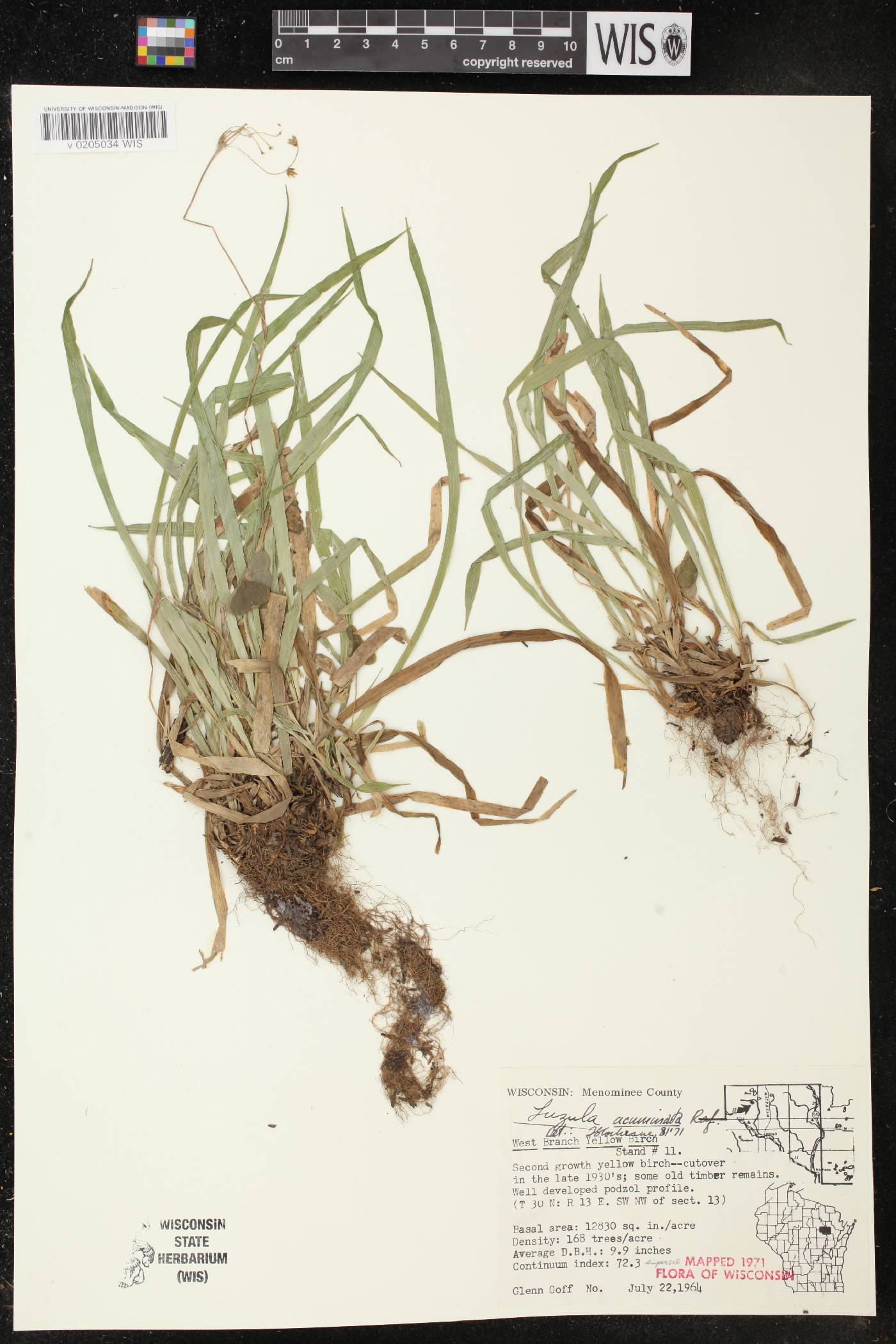 Luzula acuminata var. acuminata image