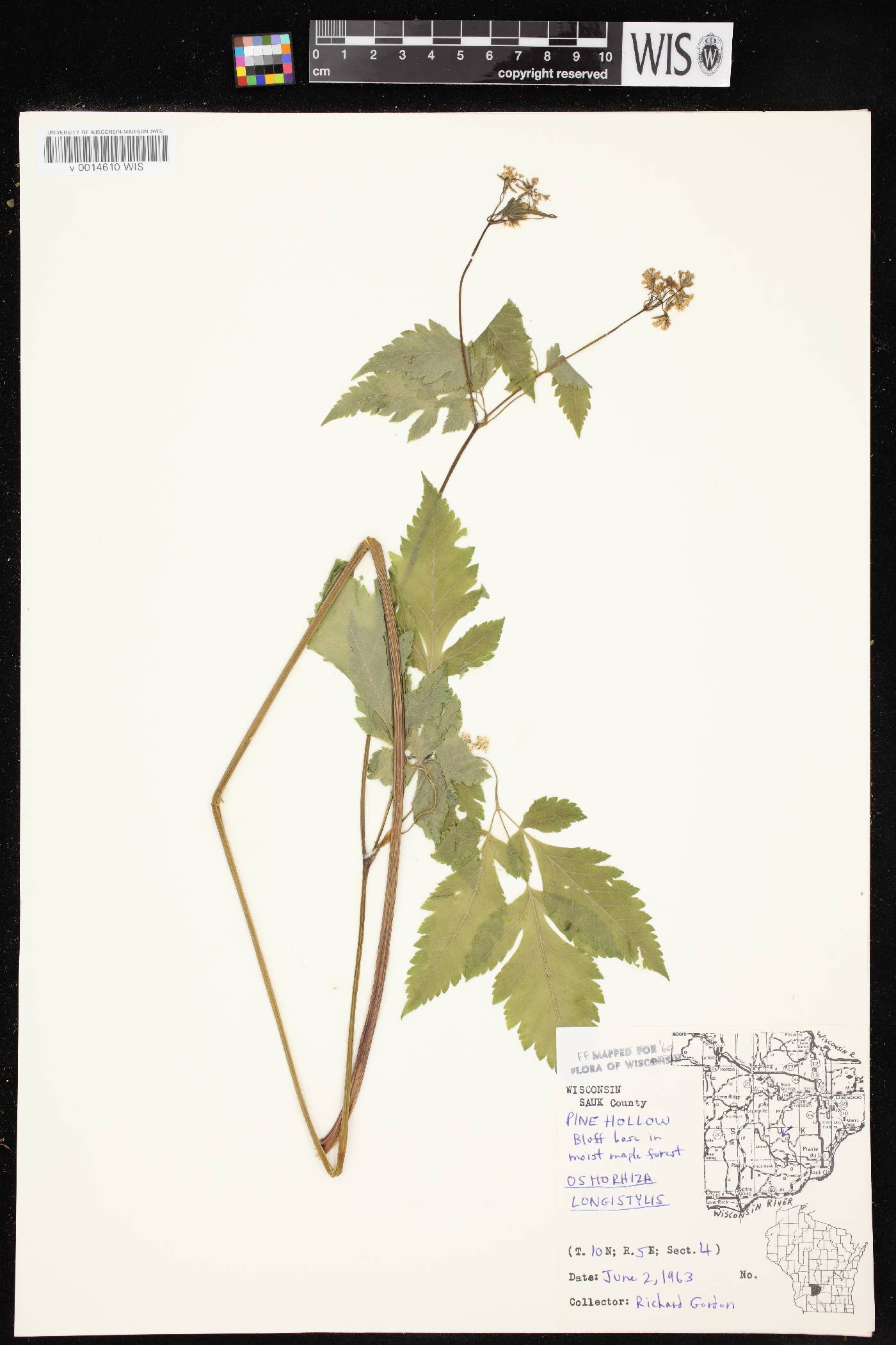 Osmorhiza longistylis image