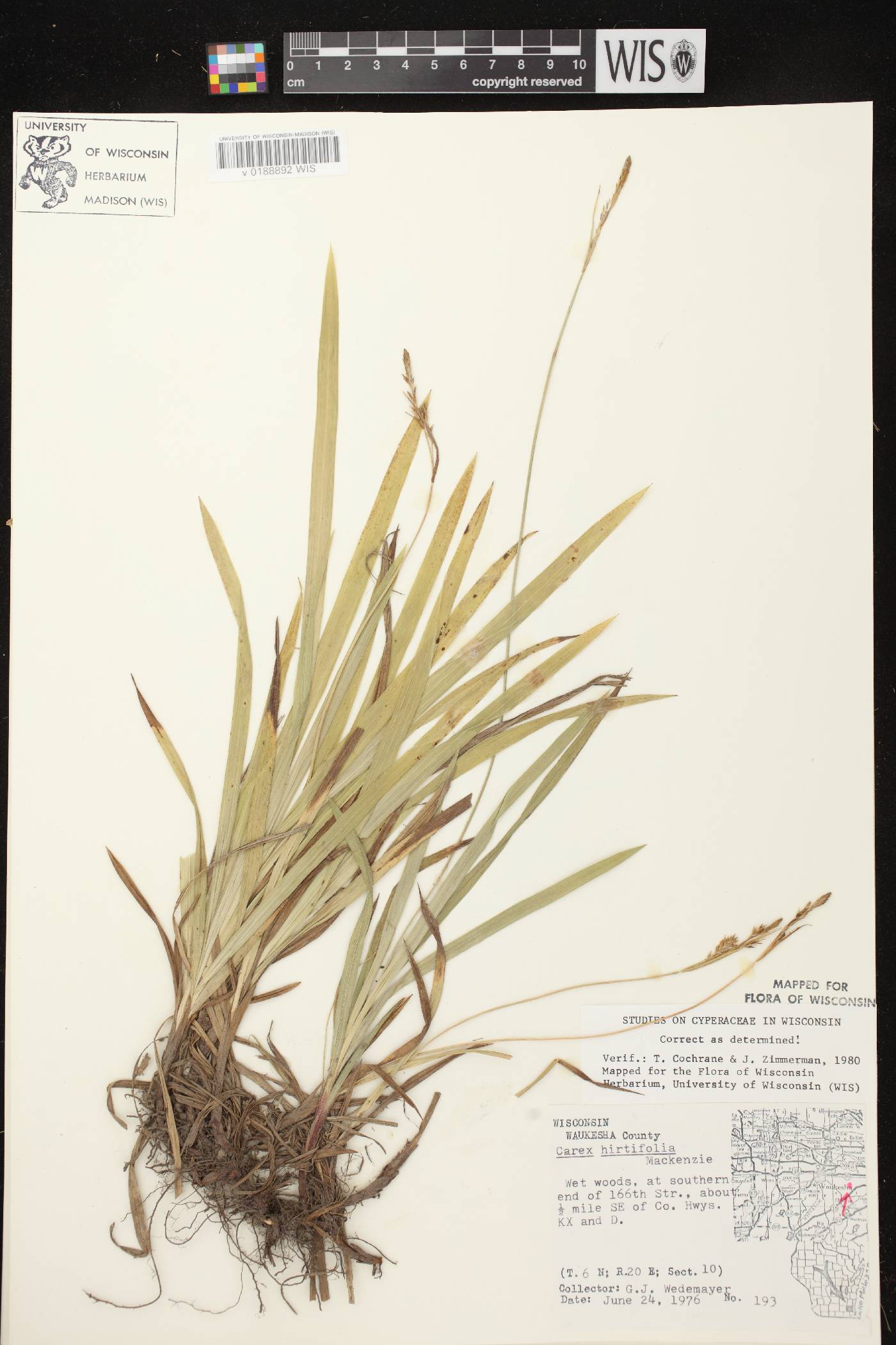 Carex hirtifolia image