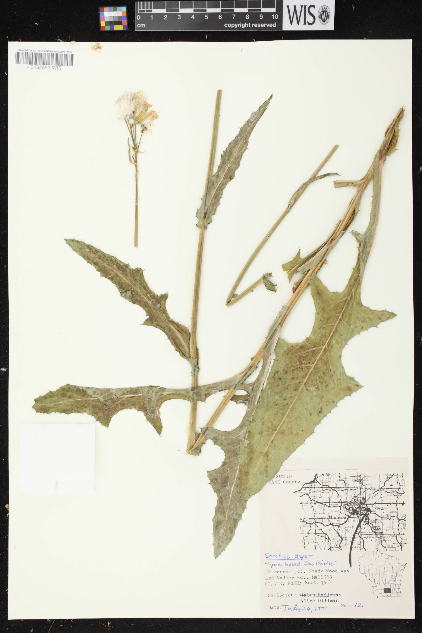 Sonchus asper image