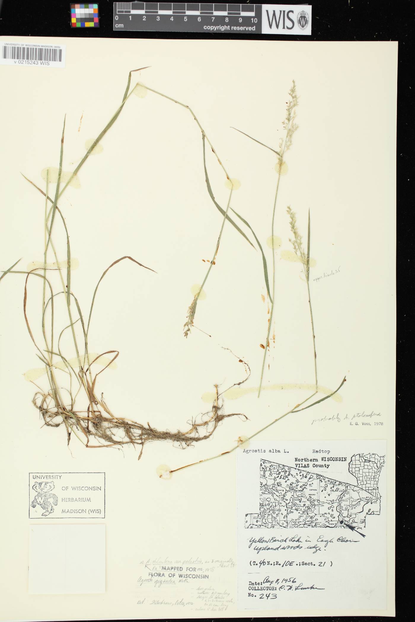 Agrostis stolonifera image