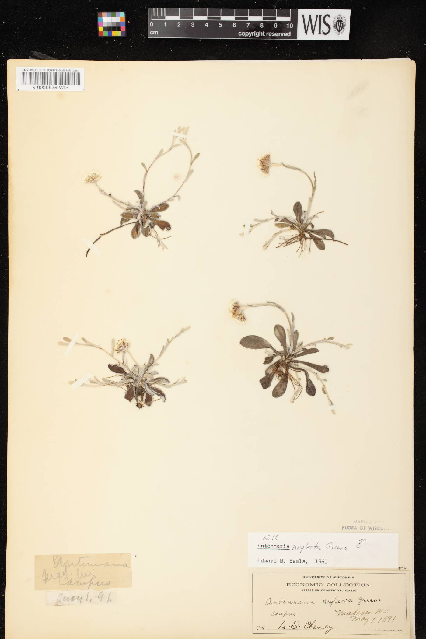Antennaria neglecta image