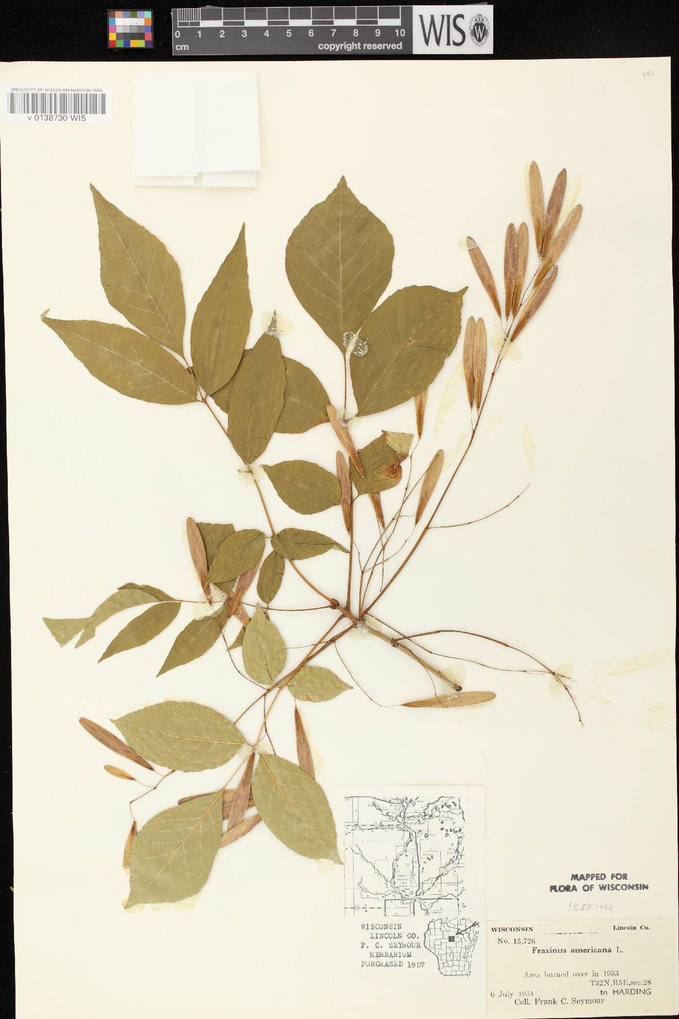 Fraxinus americana image