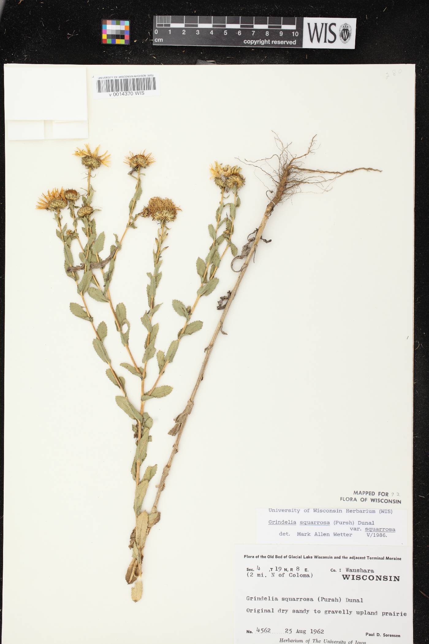 Grindelia squarrosa image