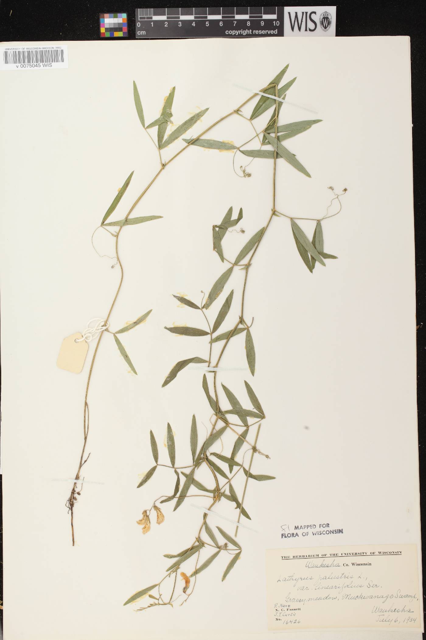 Lathyrus palustris image