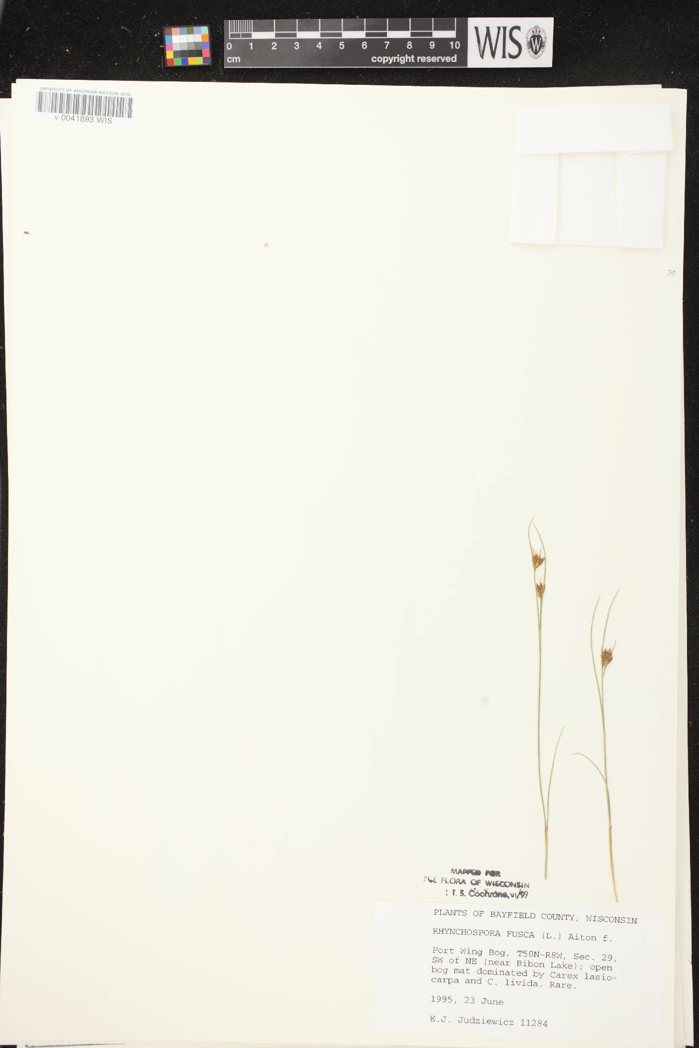 Rhynchospora fusca image