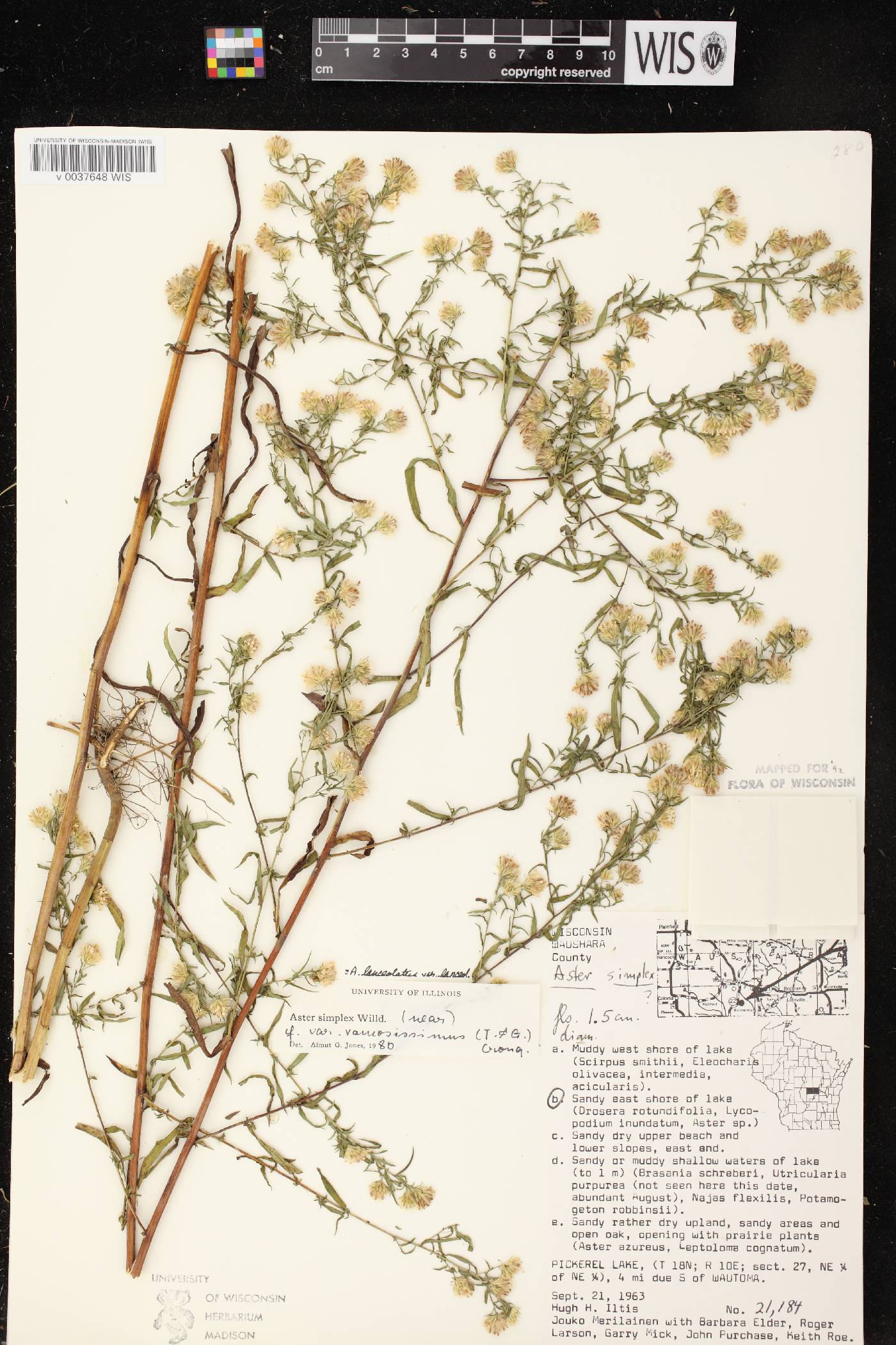 Symphyotrichum lanceolatum var. lanceolatum image