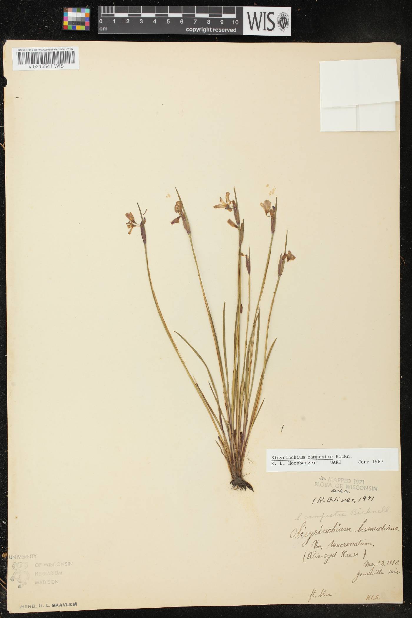 Sisyrinchium campestre image