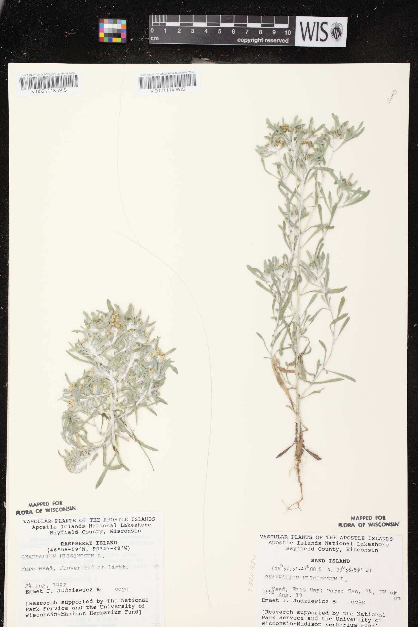 Gnaphalium uliginosum image