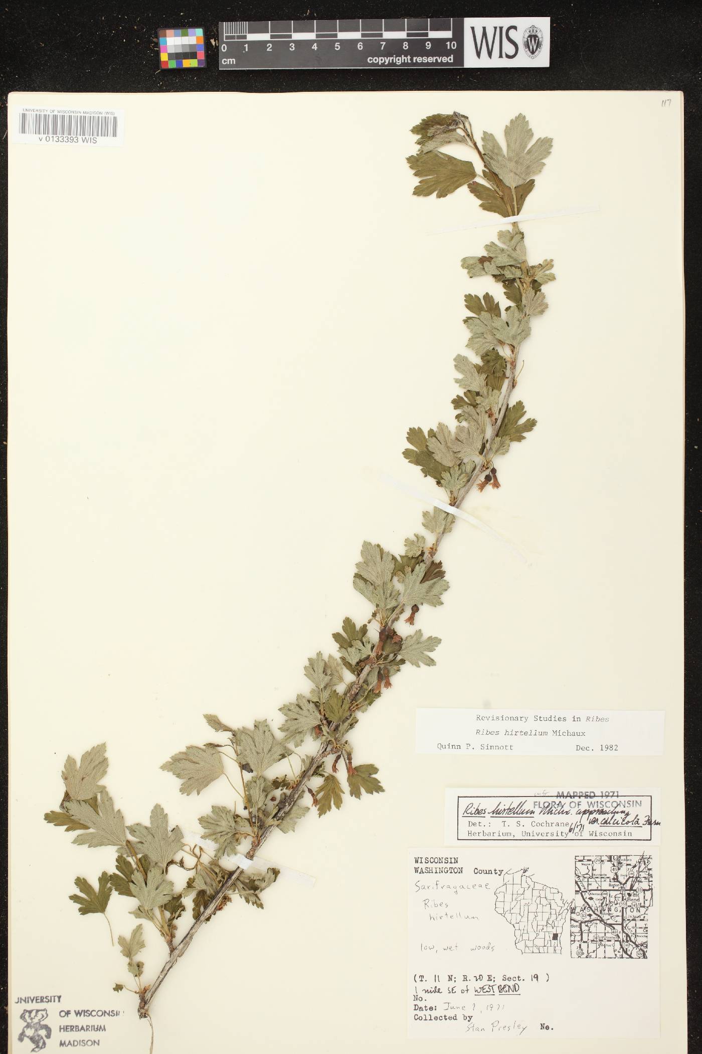 Ribes hirtellum image