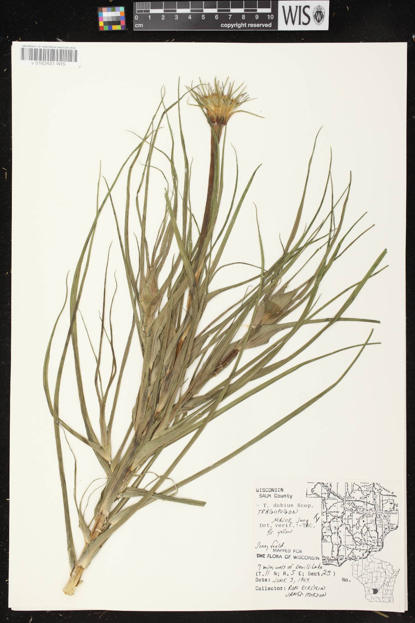 Tragopogon dubius image
