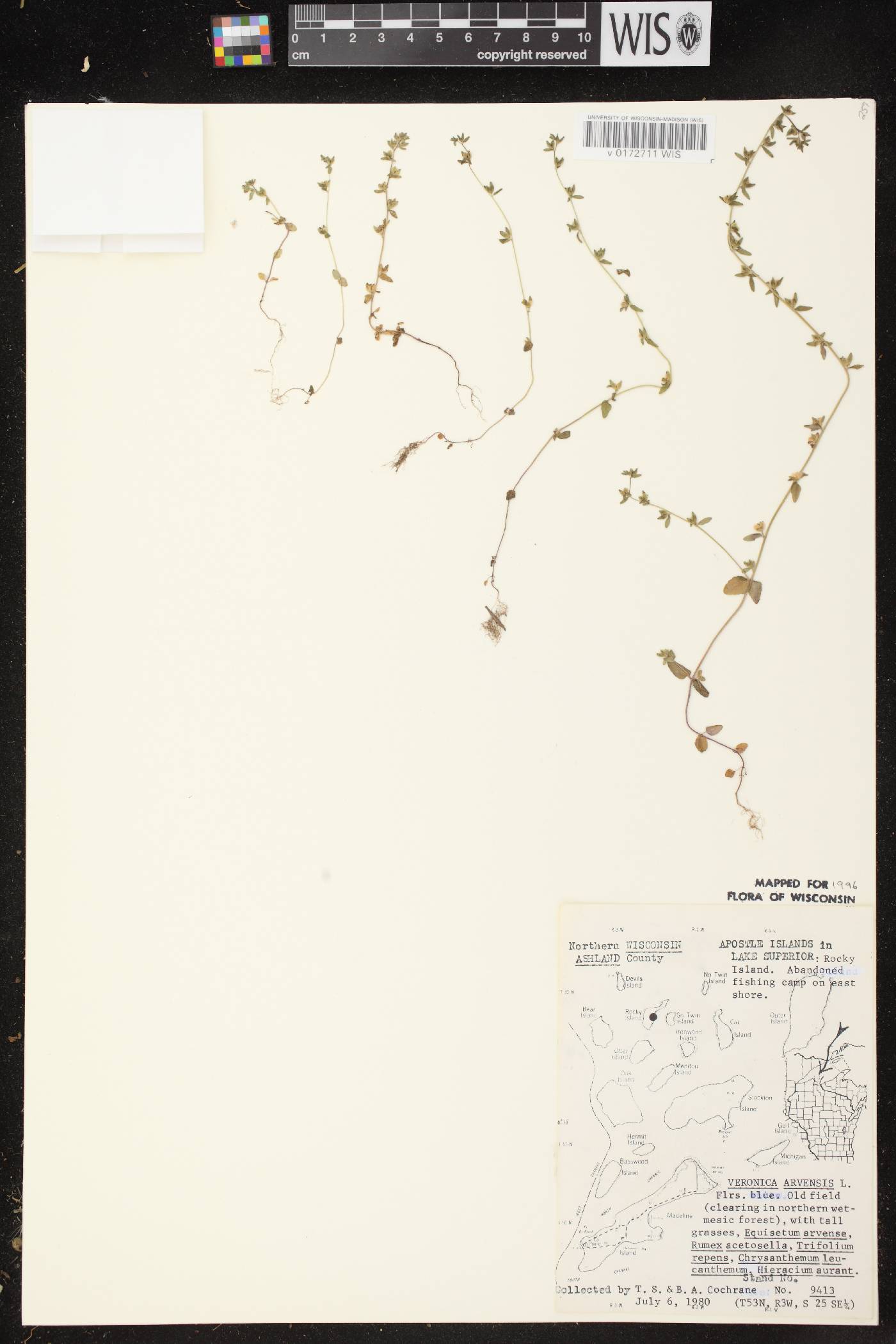 Veronica arvensis image