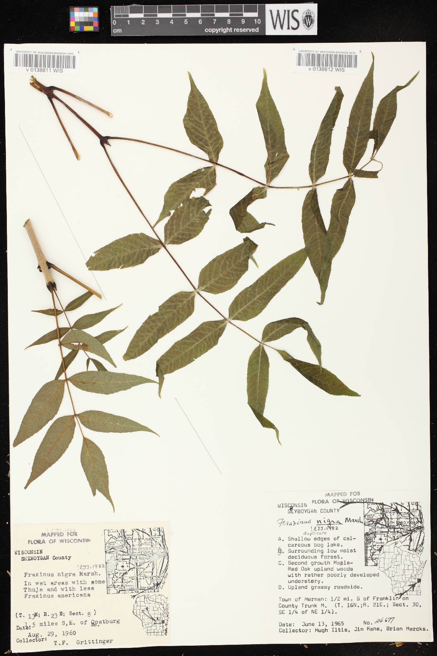 Fraxinus nigra image