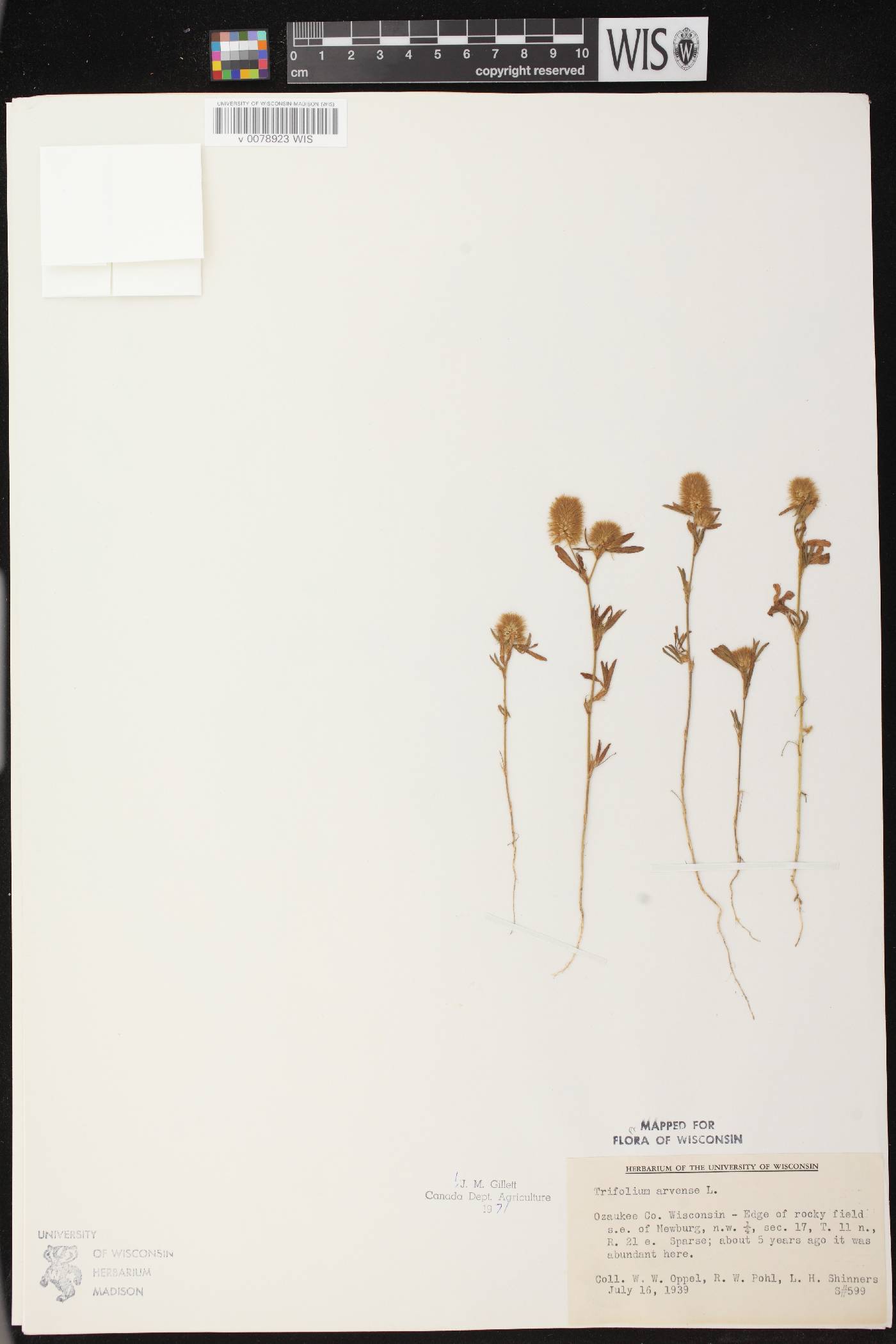 Trifolium arvense image