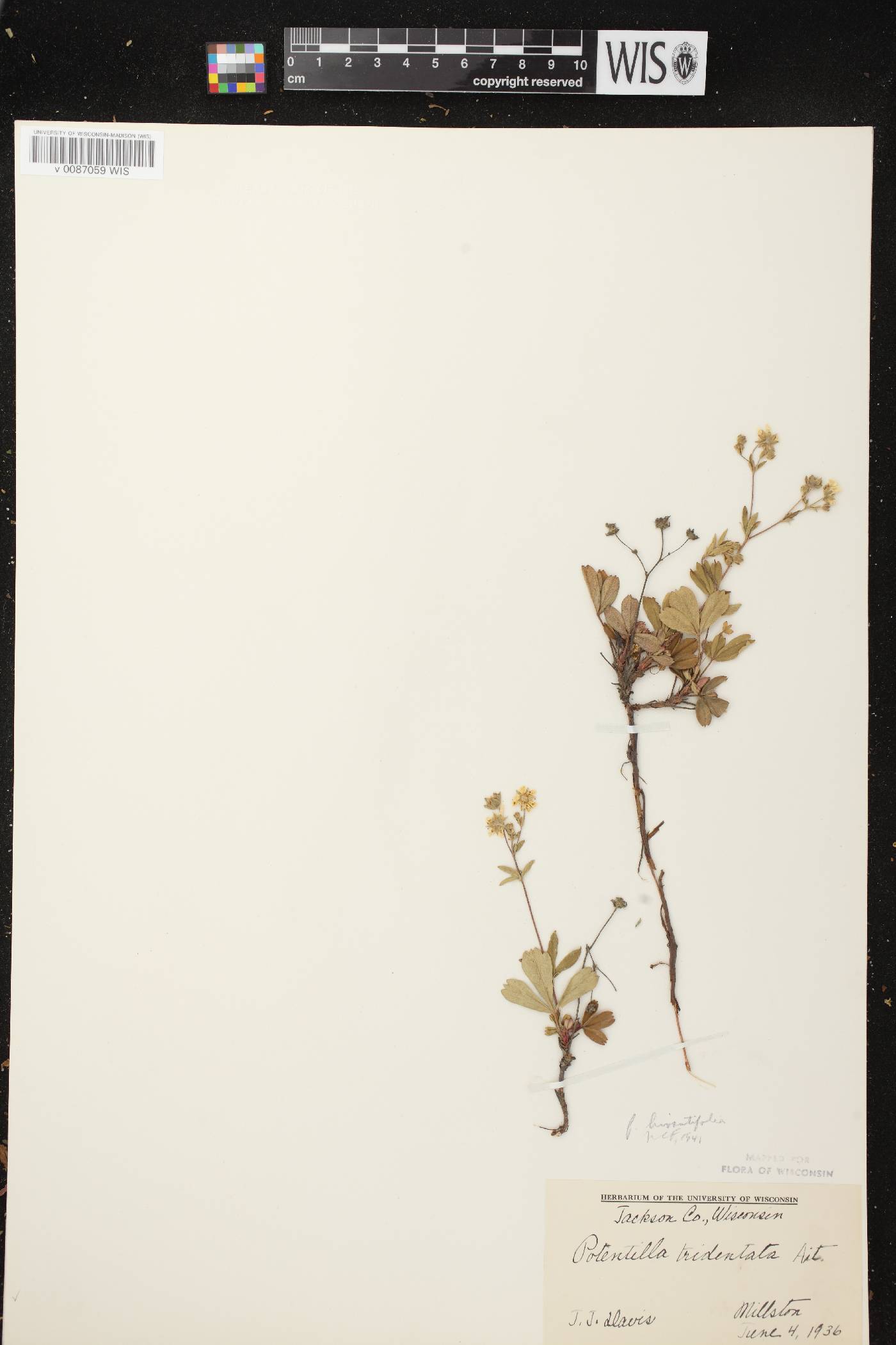 Sibbaldiopsis tridentata image