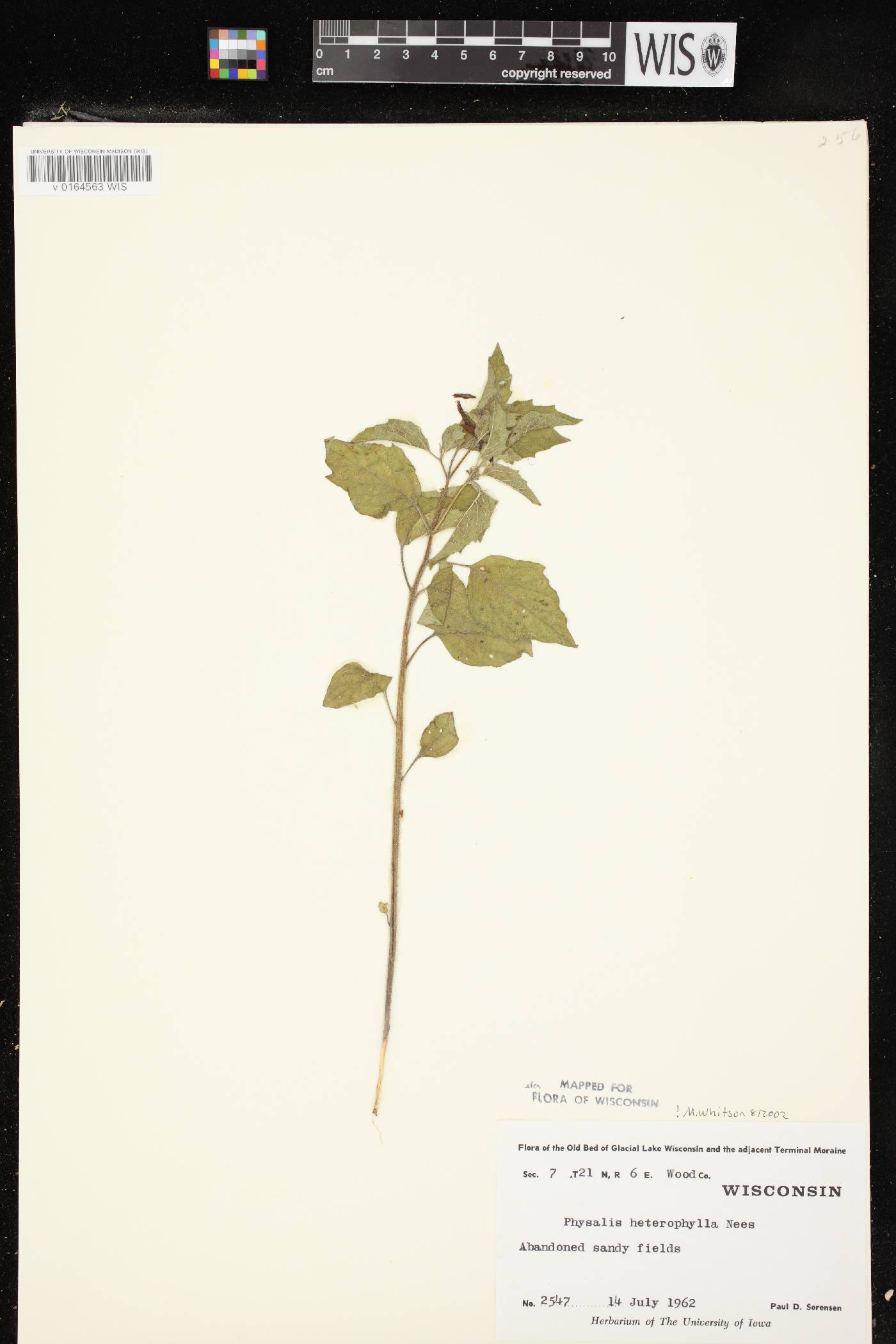 Physalis heterophylla var. heterophylla image