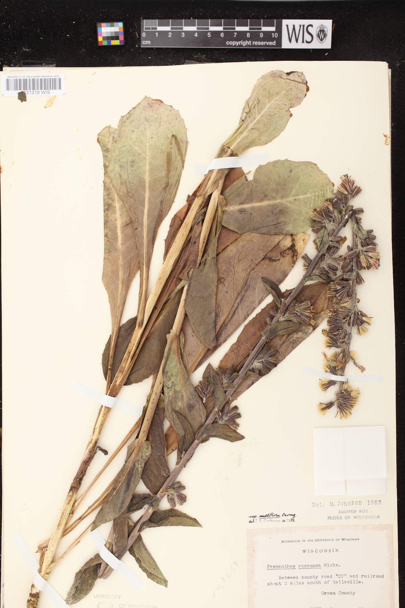 Prenanthes racemosa image