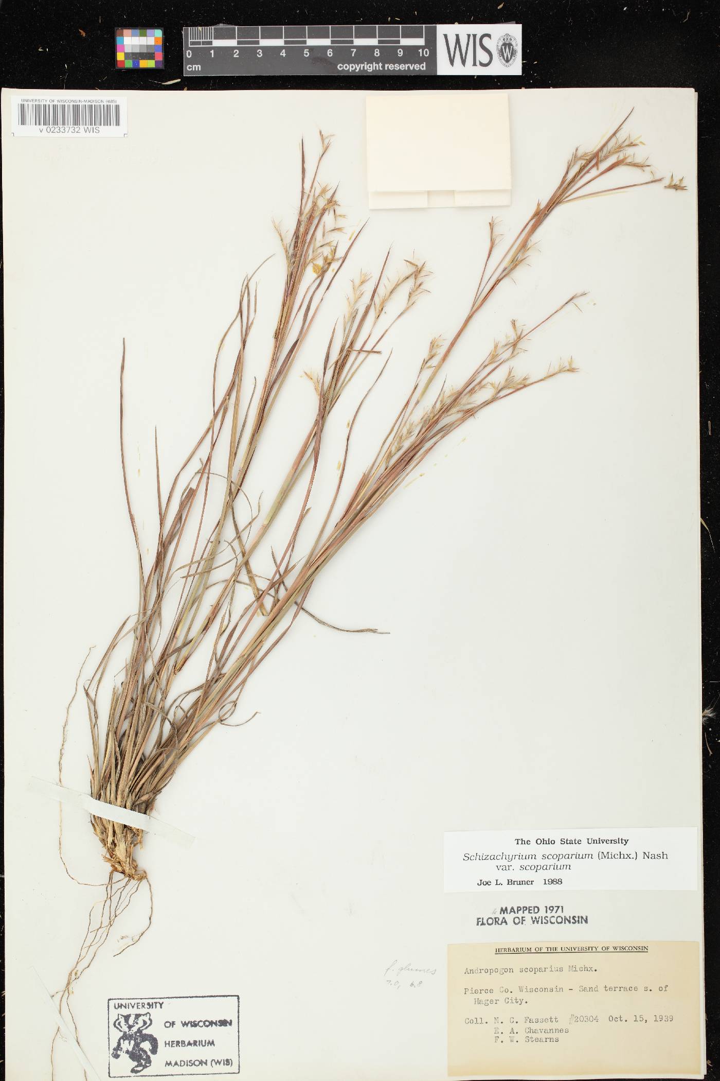 Schizachyrium scoparium var. scoparium image