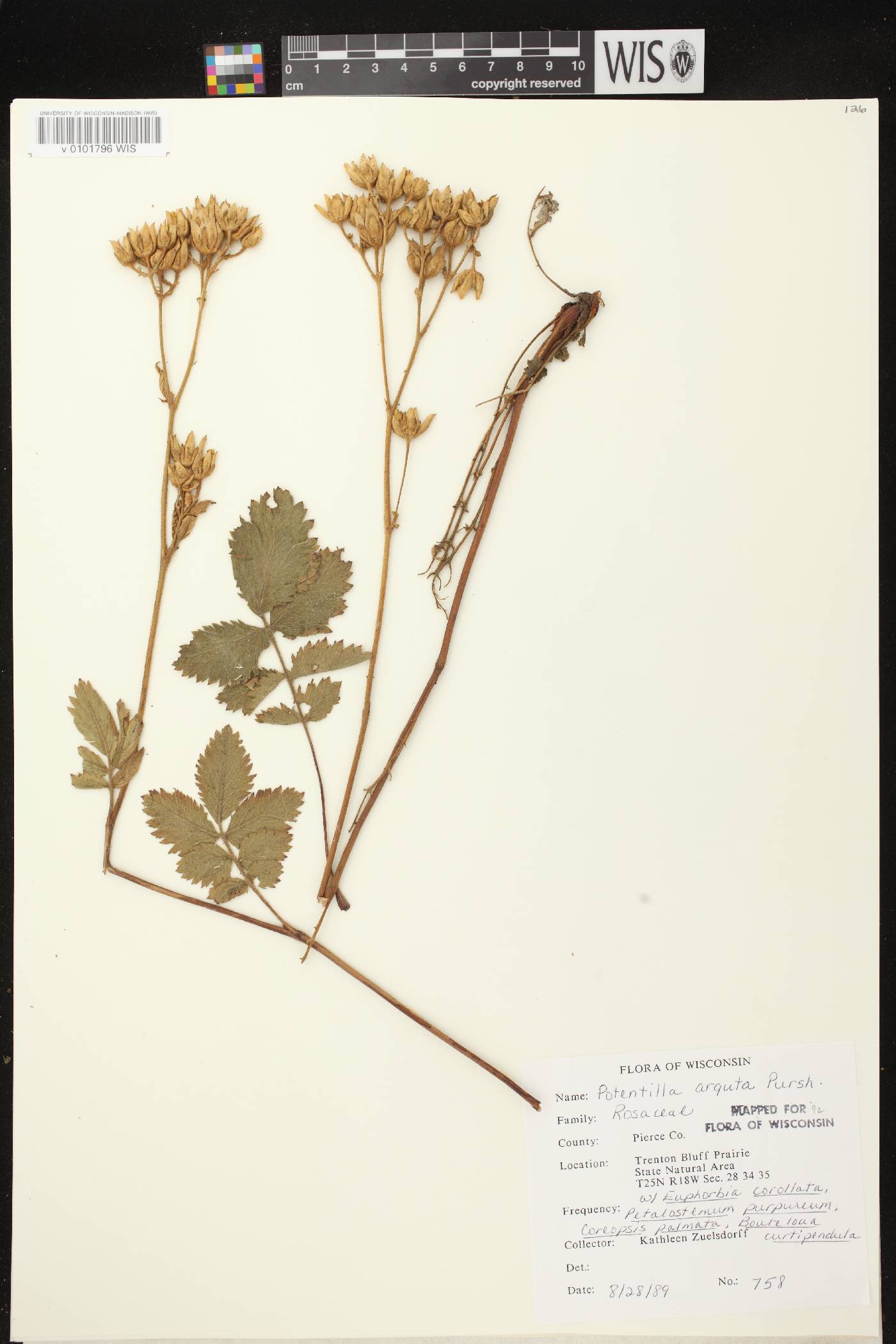 Drymocallis arguta image
