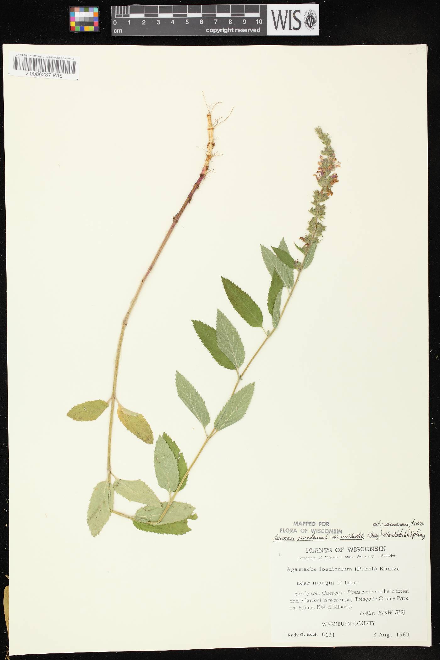 Teucrium canadense var. occidentale image