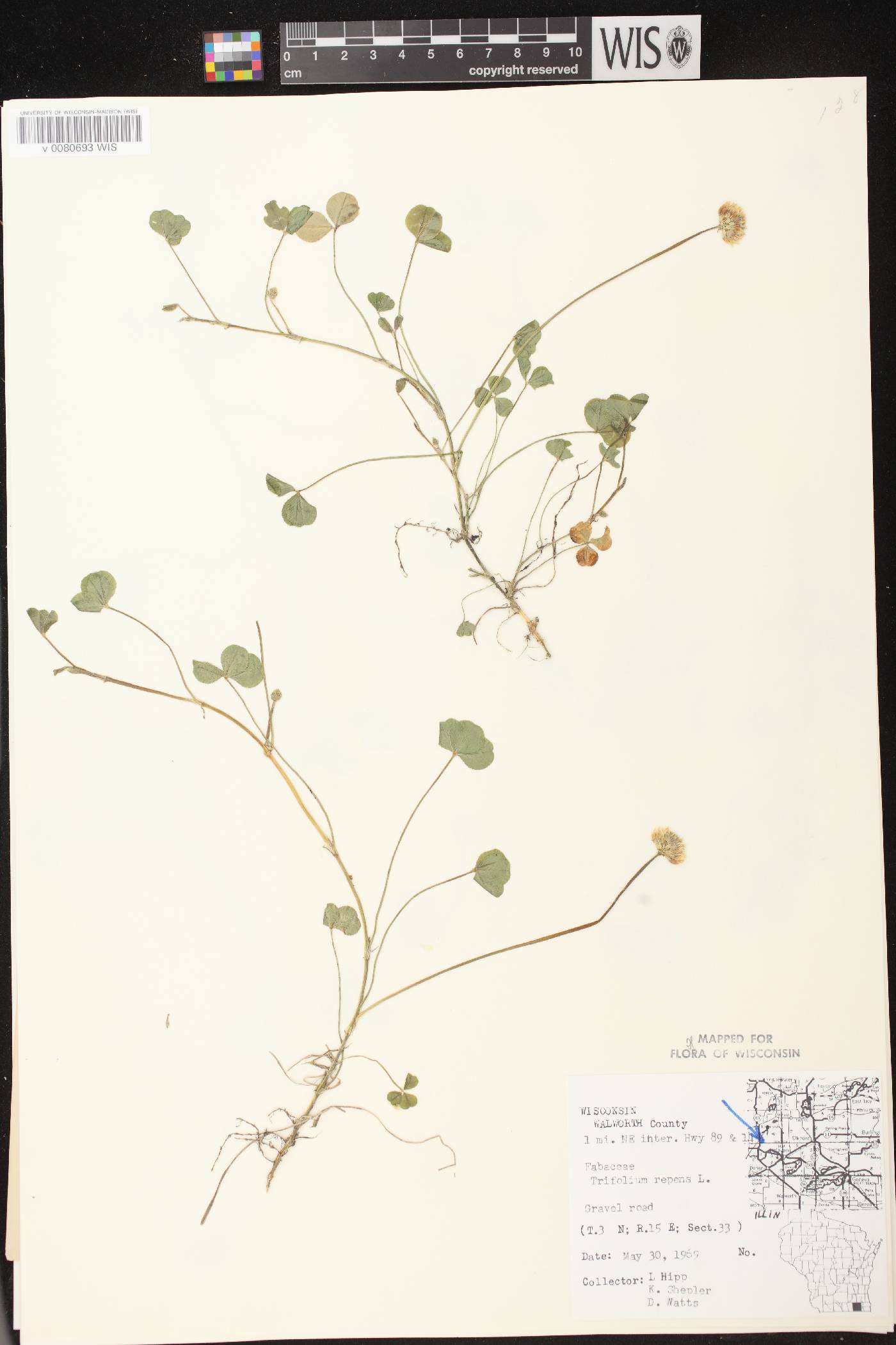 Trifolium repens image