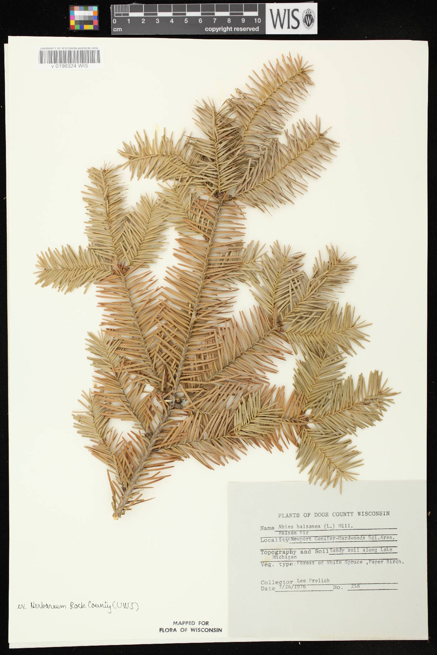 Abies balsamea image