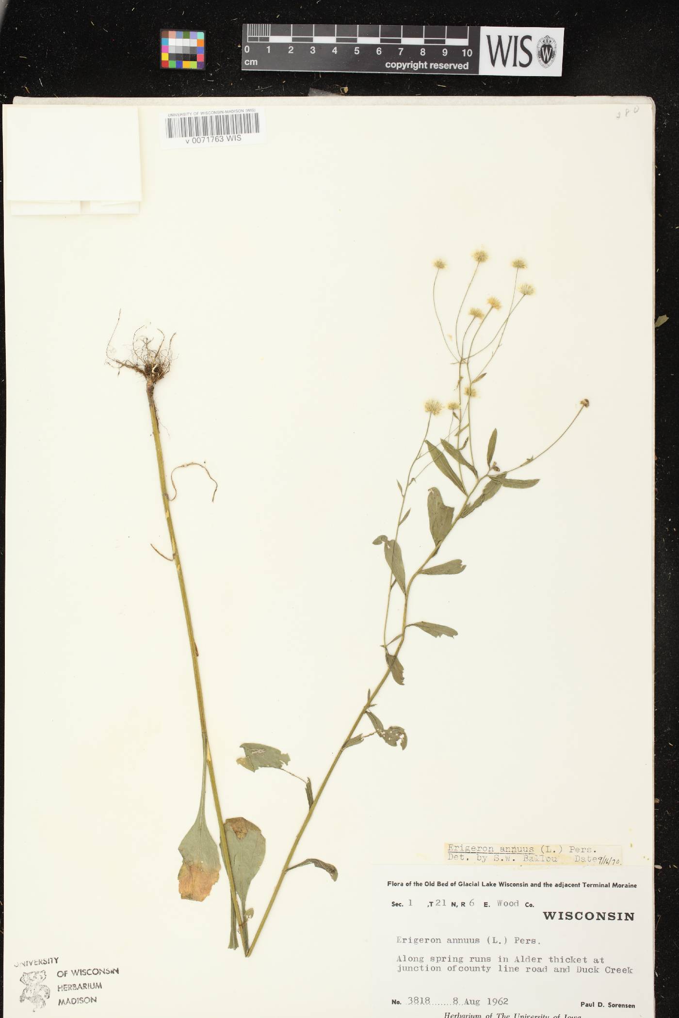 Erigeron annuus image