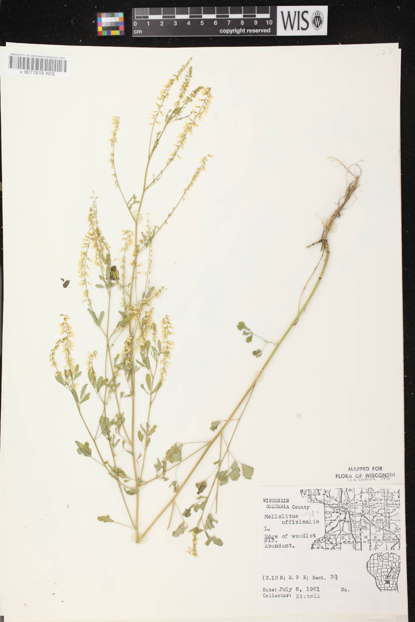 Melilotus officinalis image