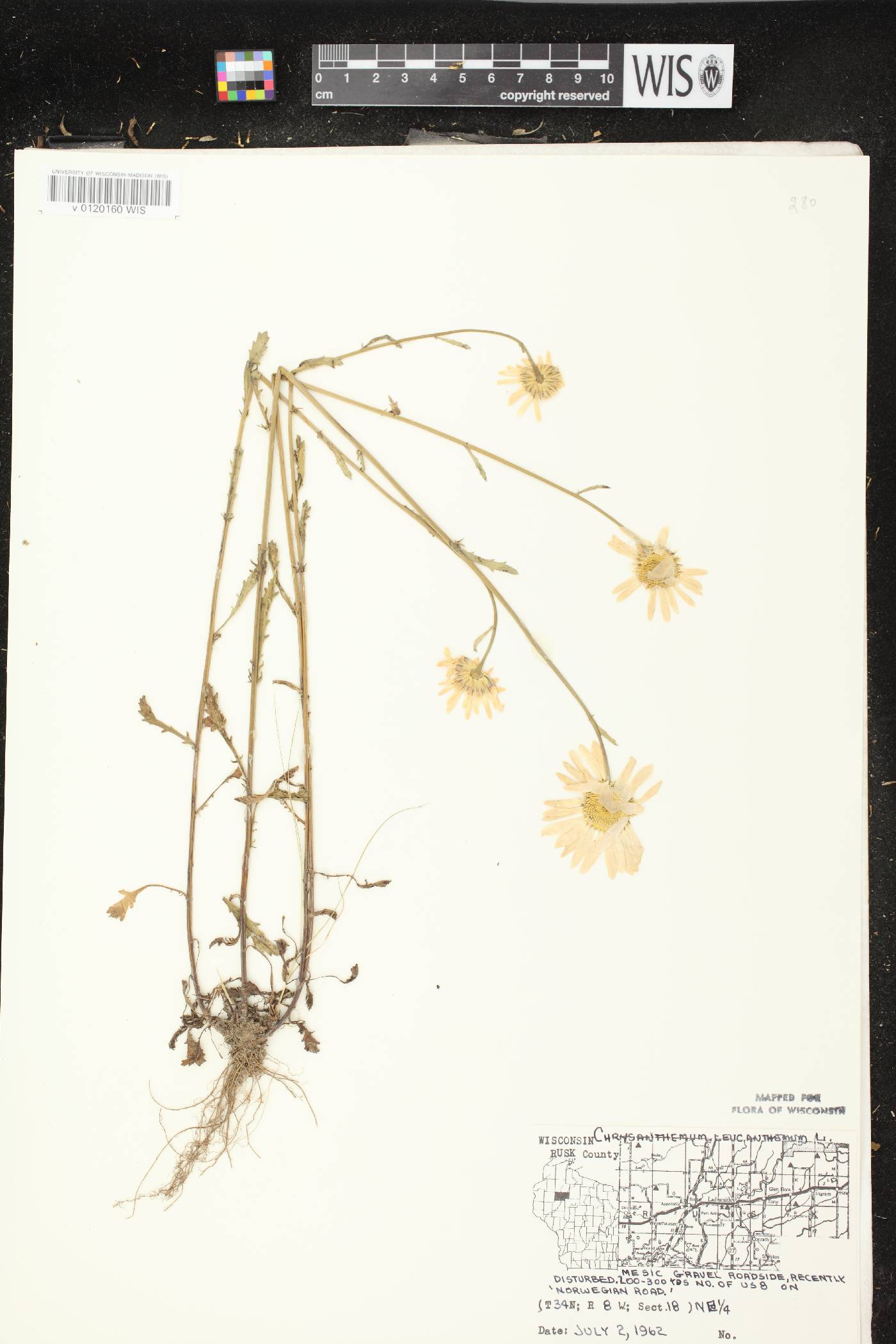 Leucanthemum vulgare image