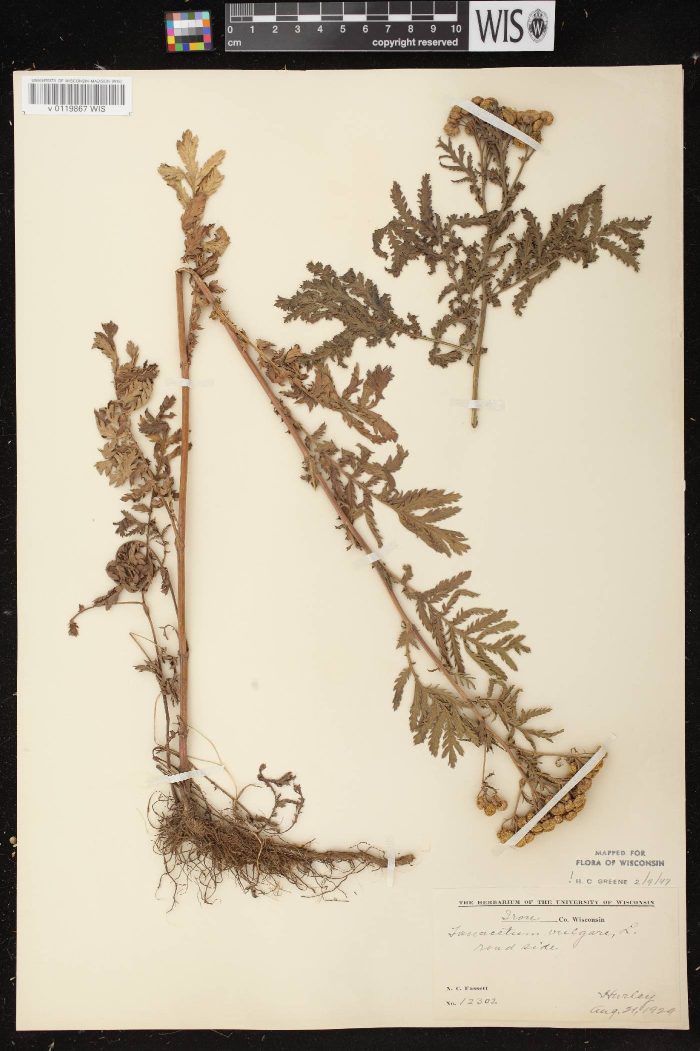 Tanacetum vulgare image