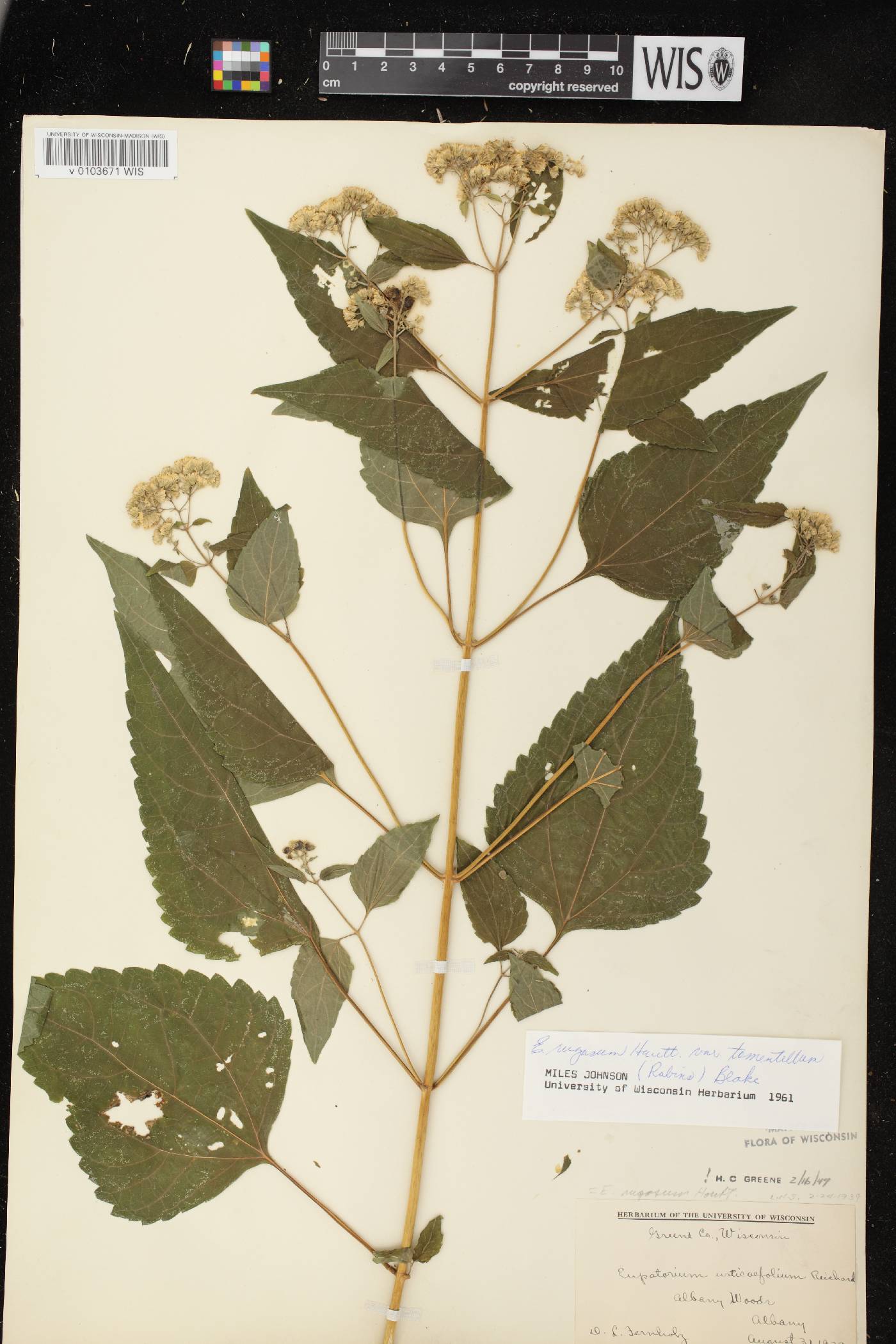 Ageratina altissima subsp. altissima image