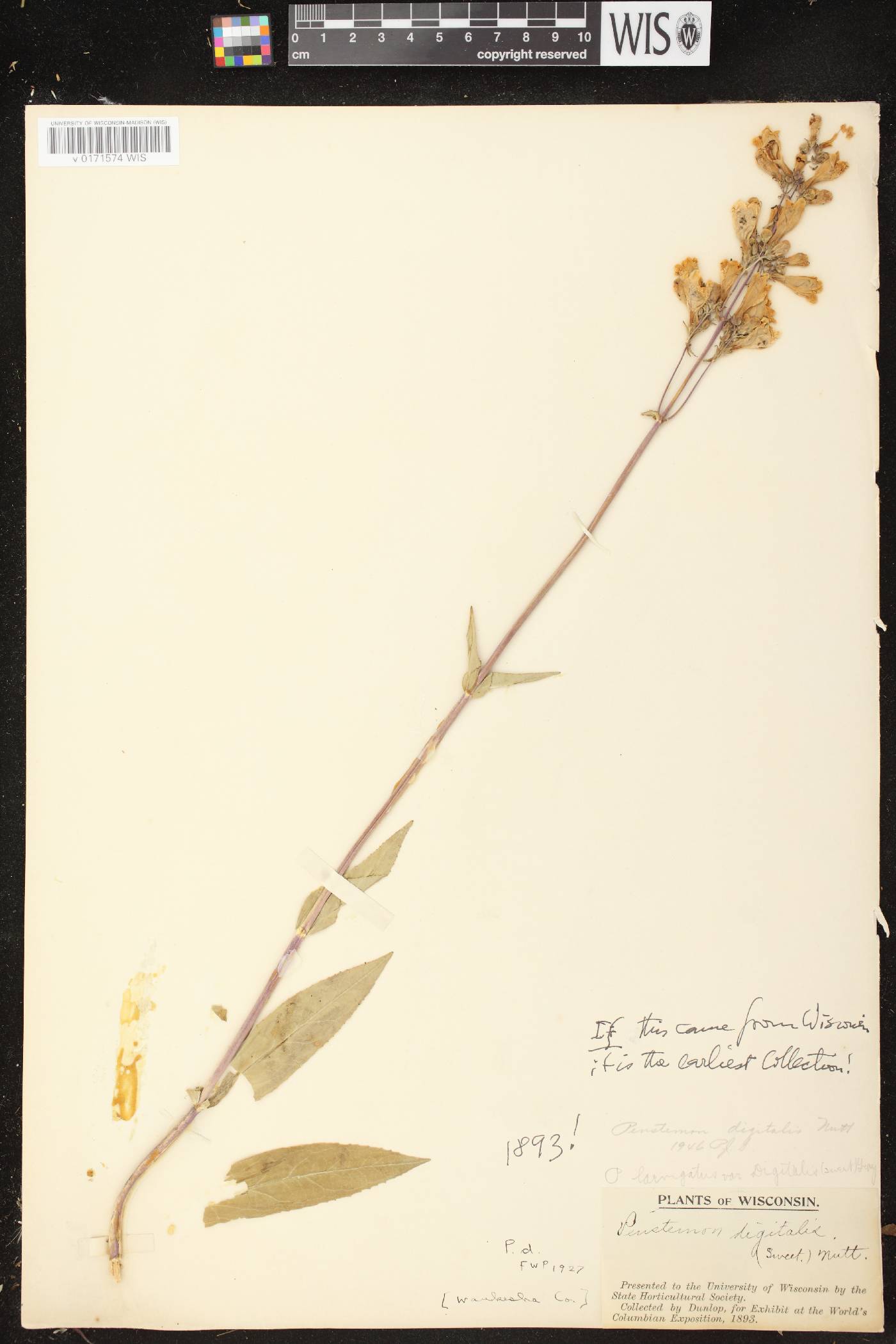 Penstemon digitalis image