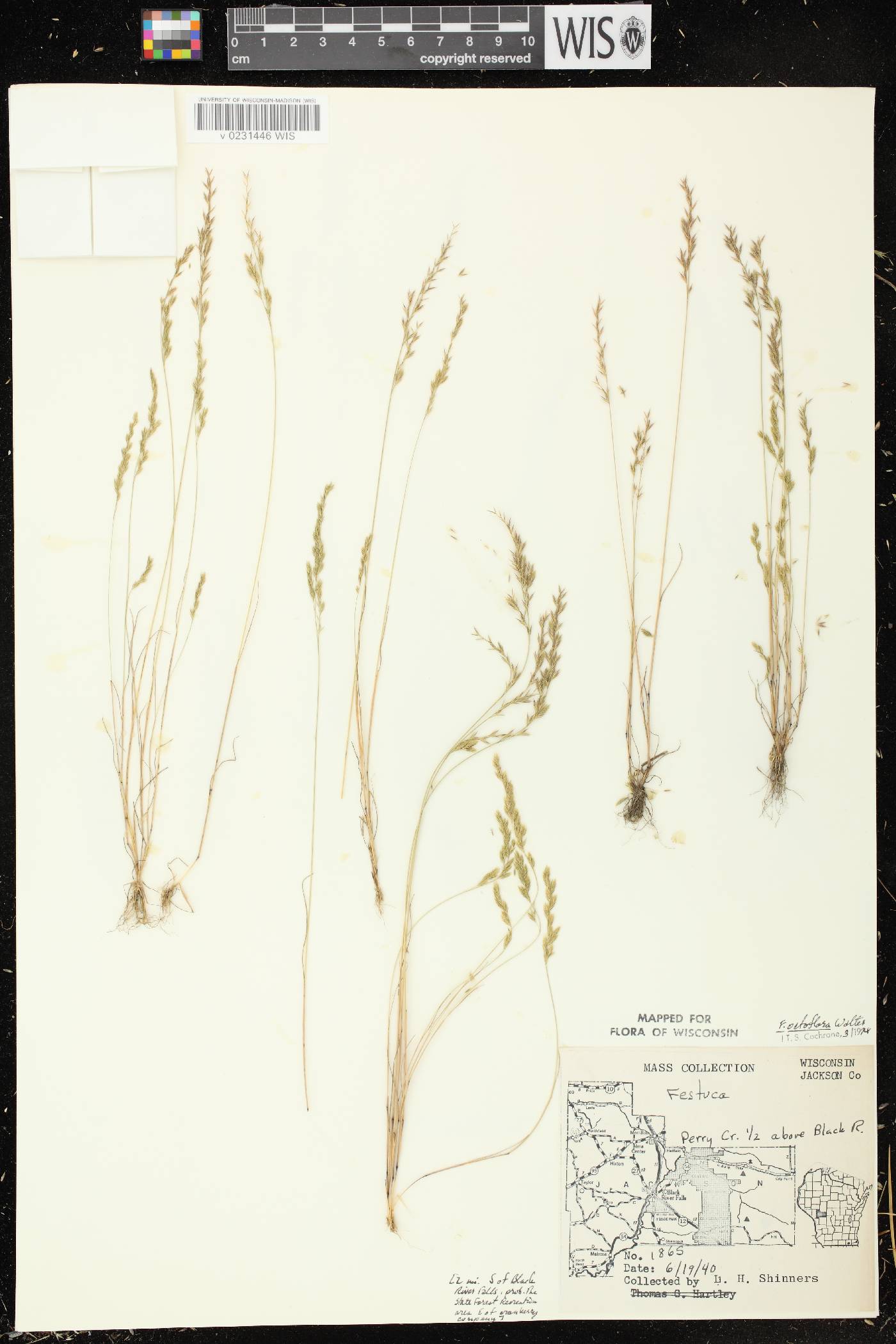 Festuca octoflora image