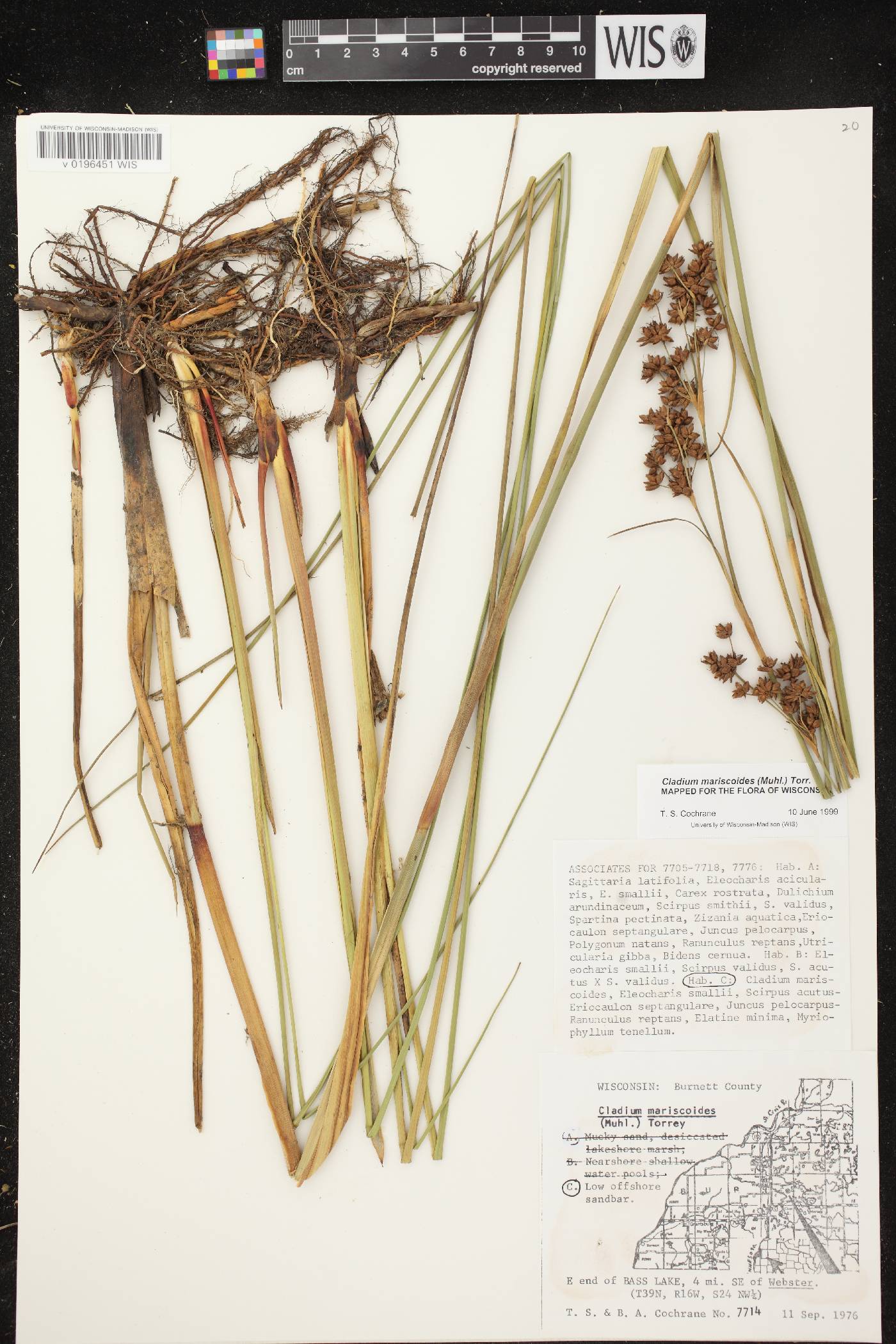 Cladium mariscoides image