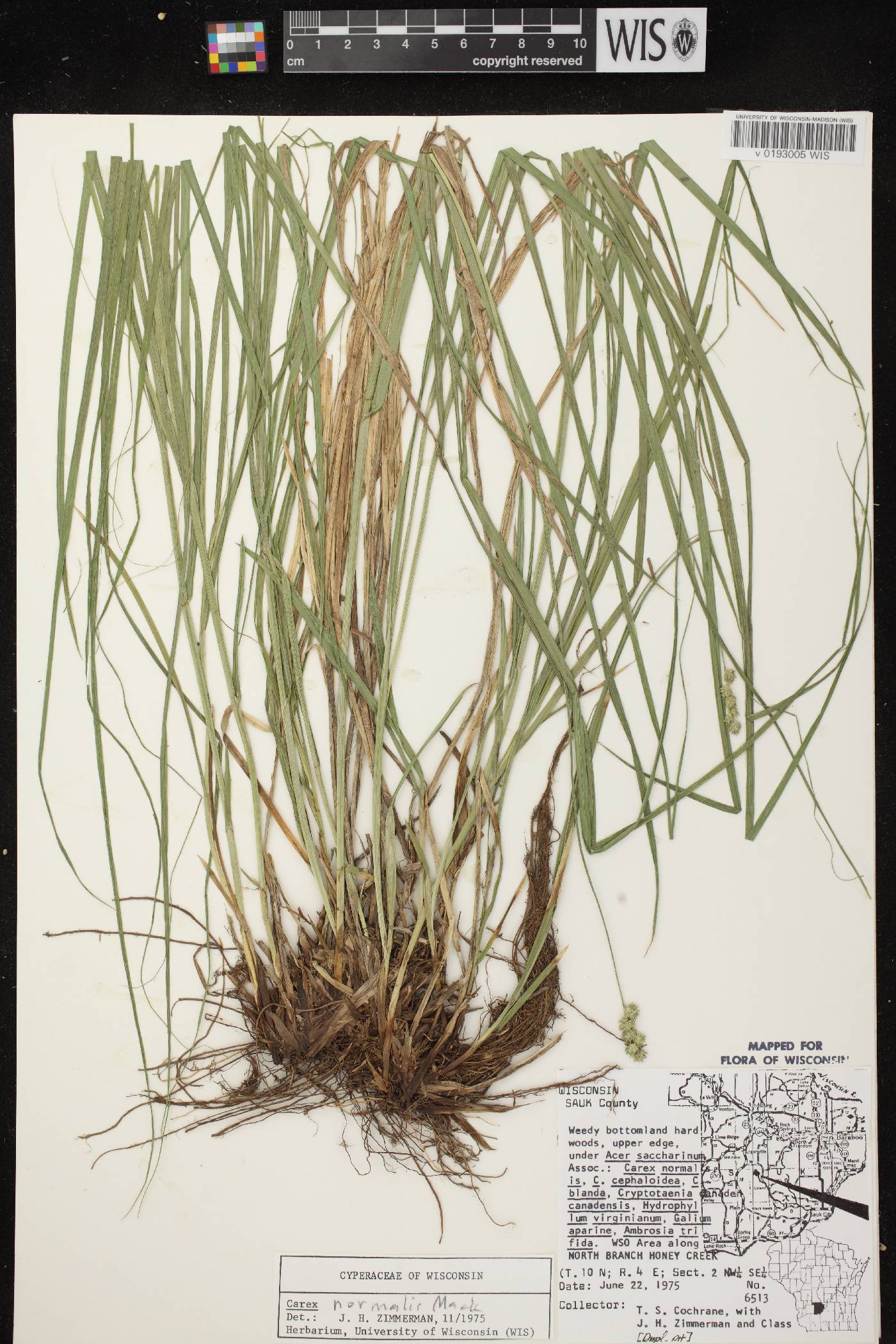 Carex normalis image