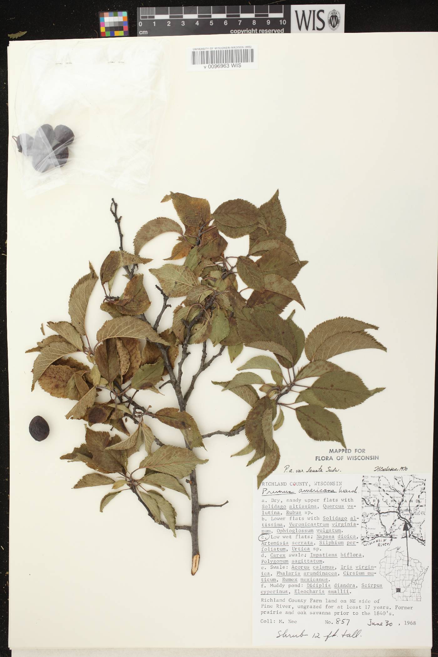Prunus americana image