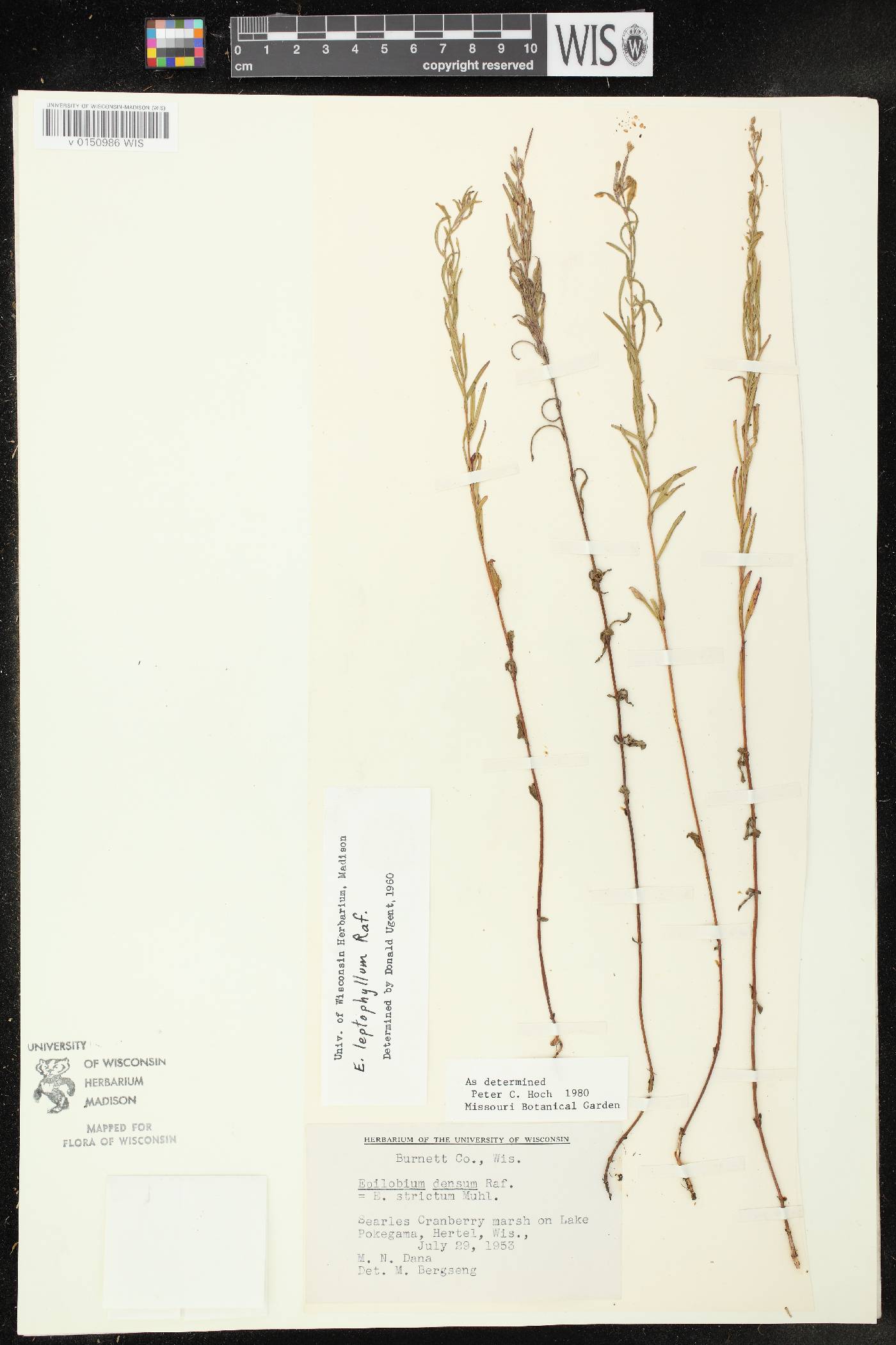 Epilobium leptophyllum image