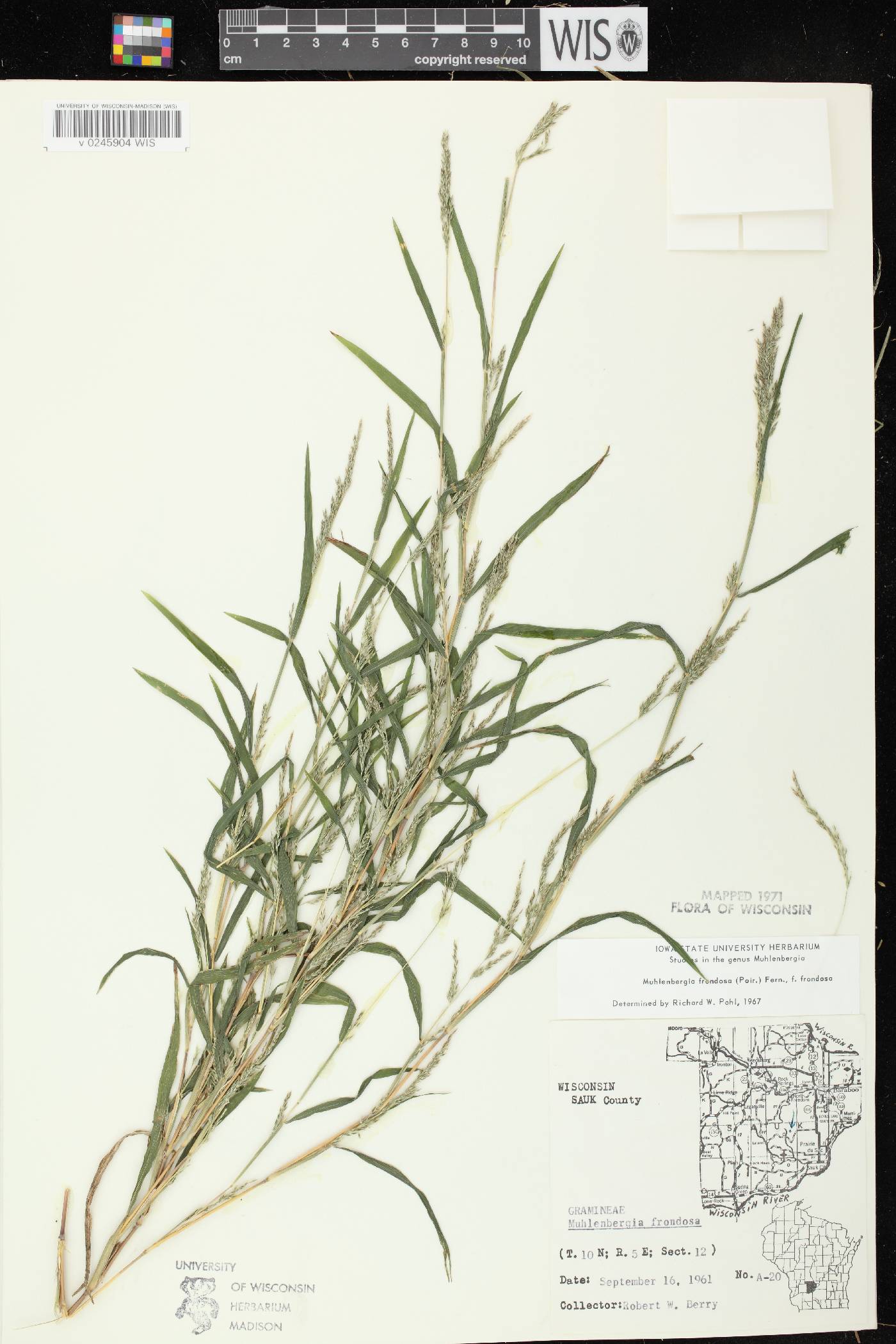 Muhlenbergia frondosa image