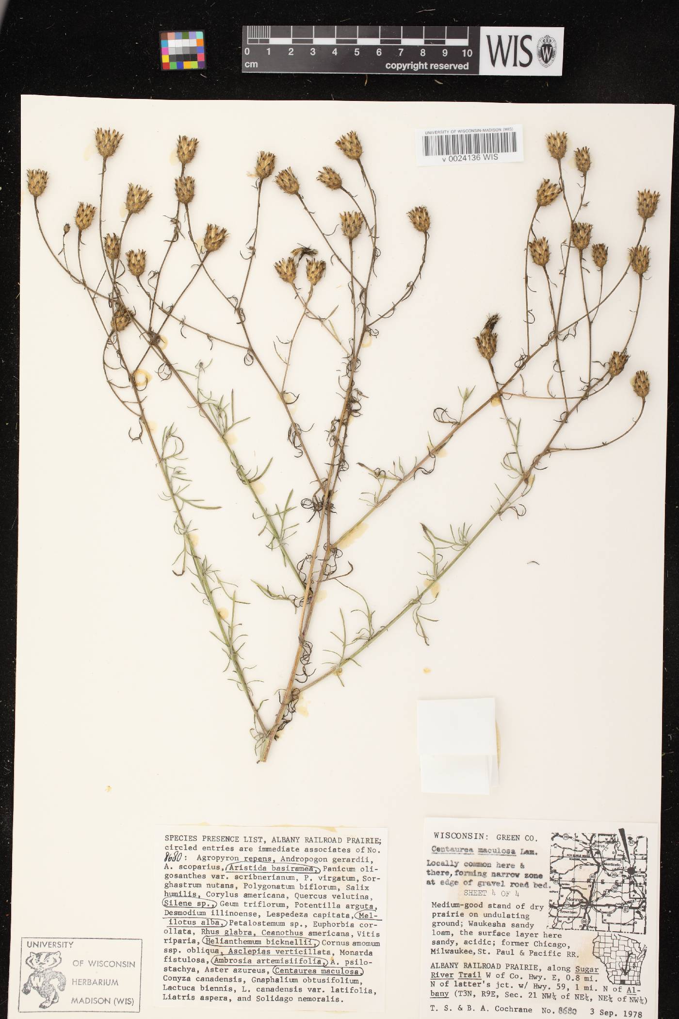 Centaurea stoebe image