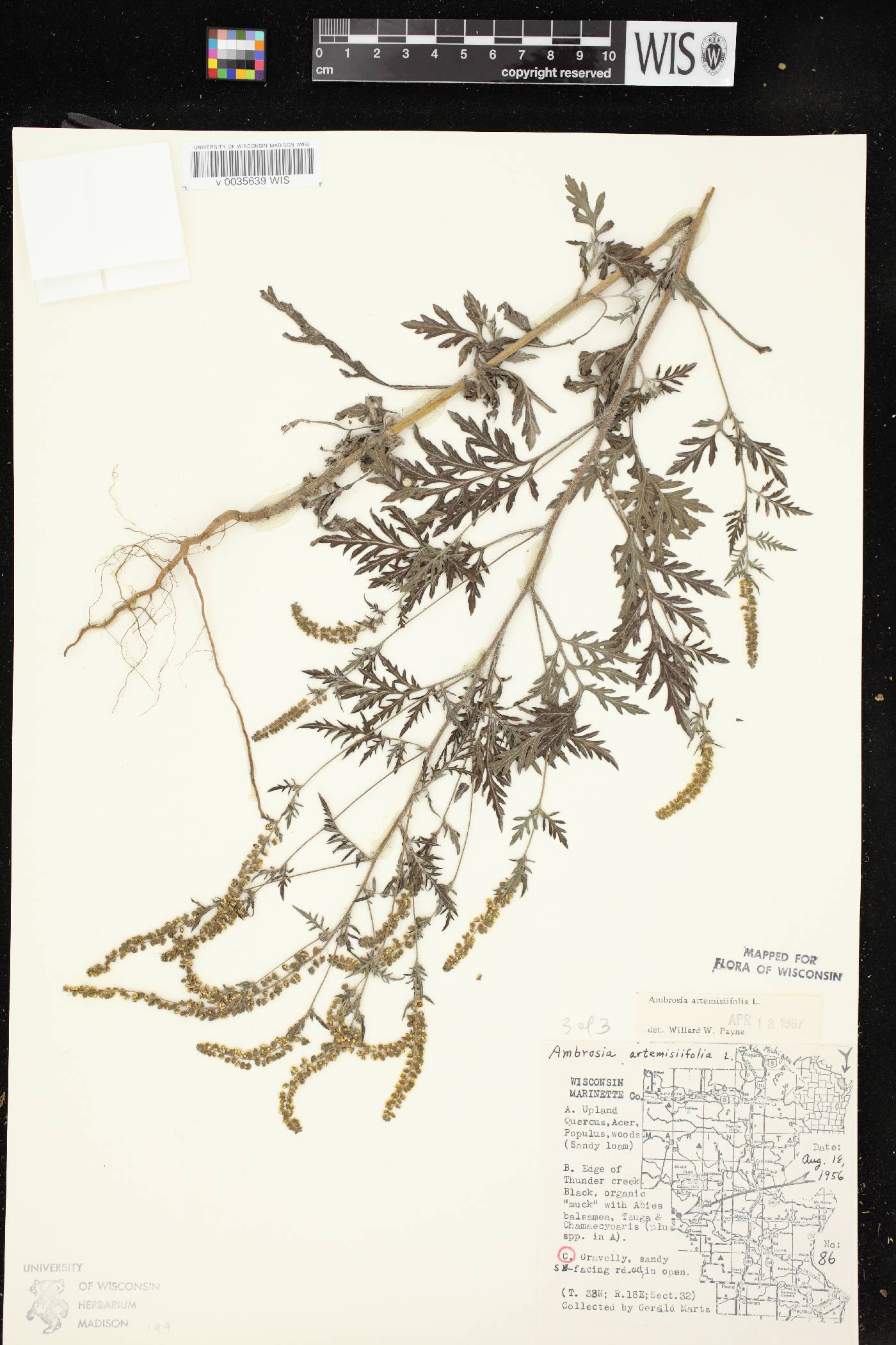 Ambrosia artemisiifolia image