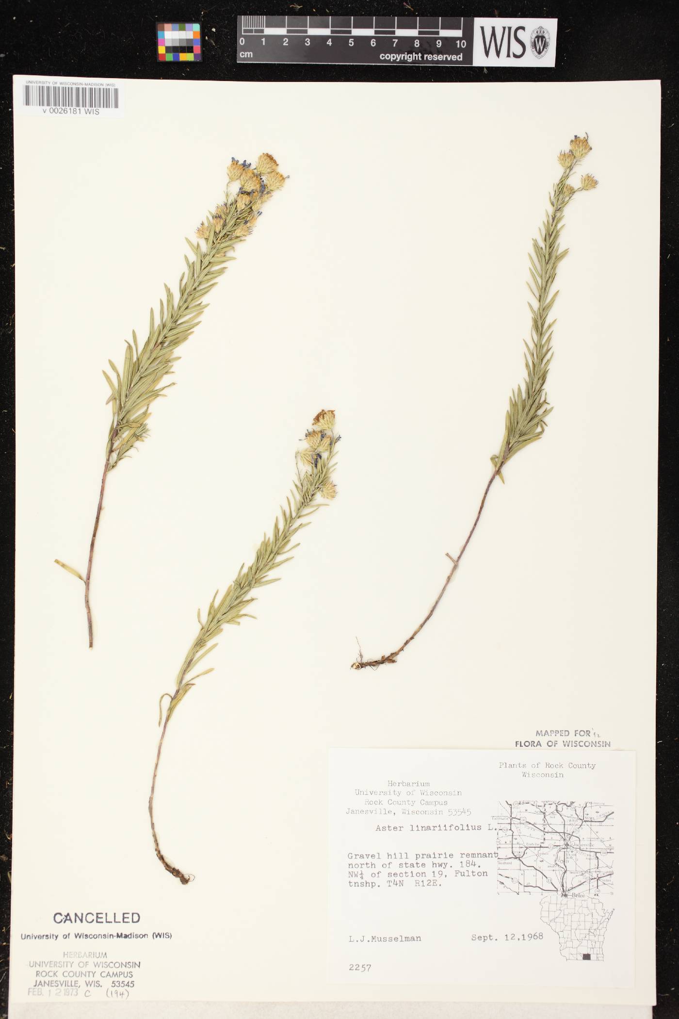 Ionactis linariifolia image