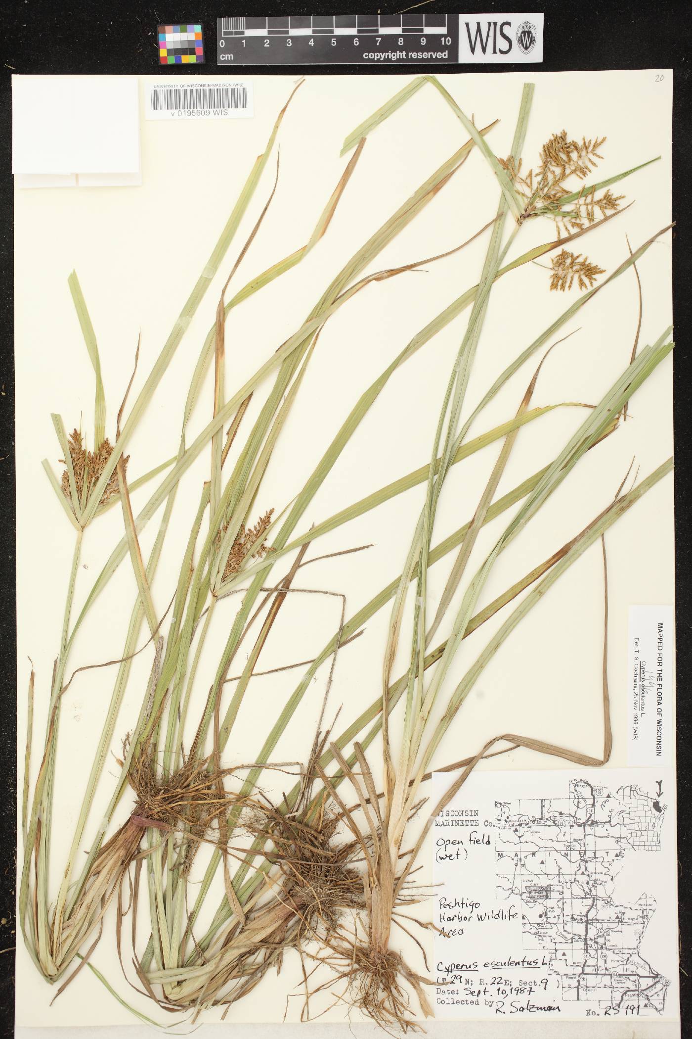 Cyperus esculentus var. leptostachyus image