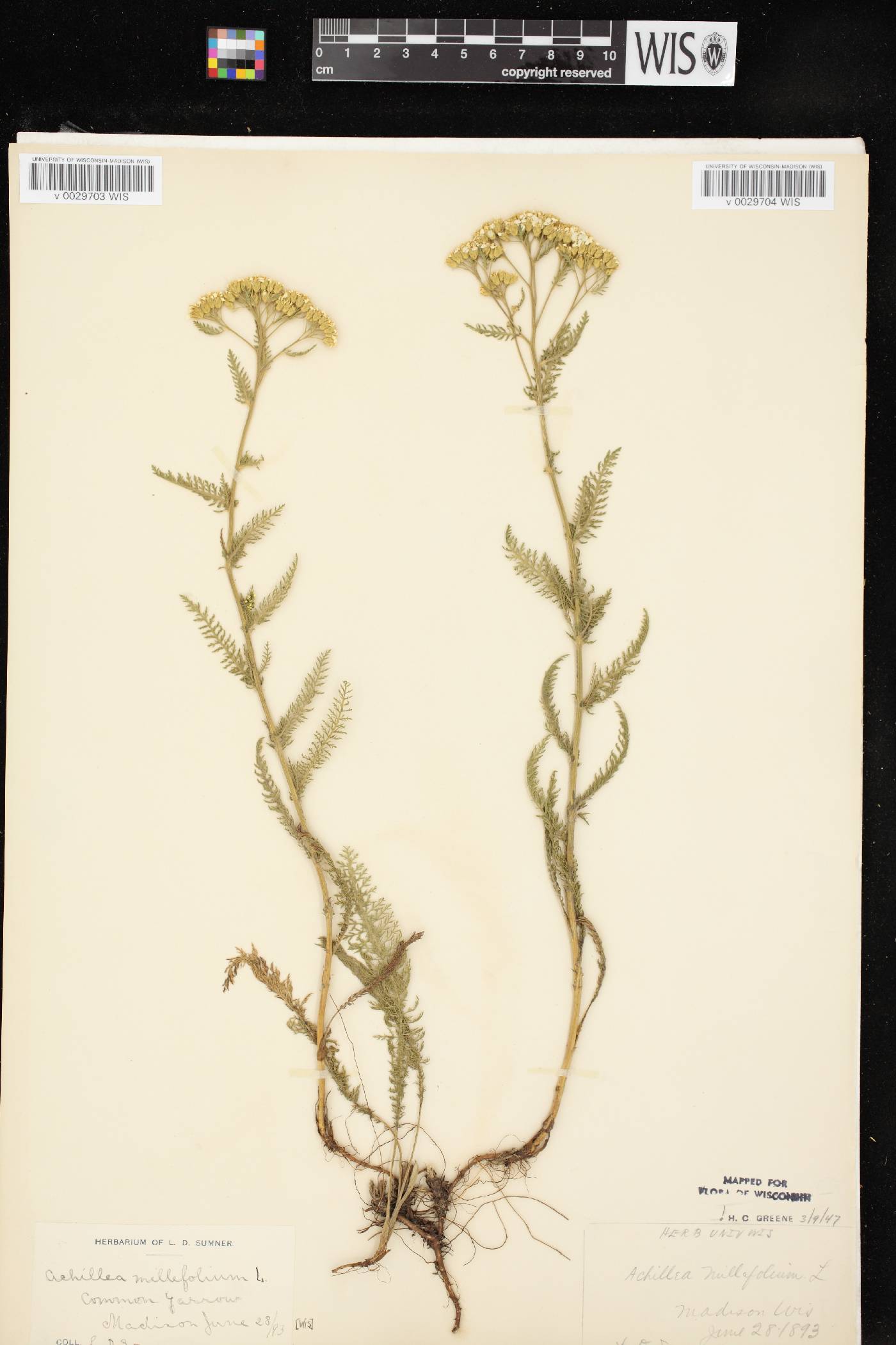 Achillea millefolium image