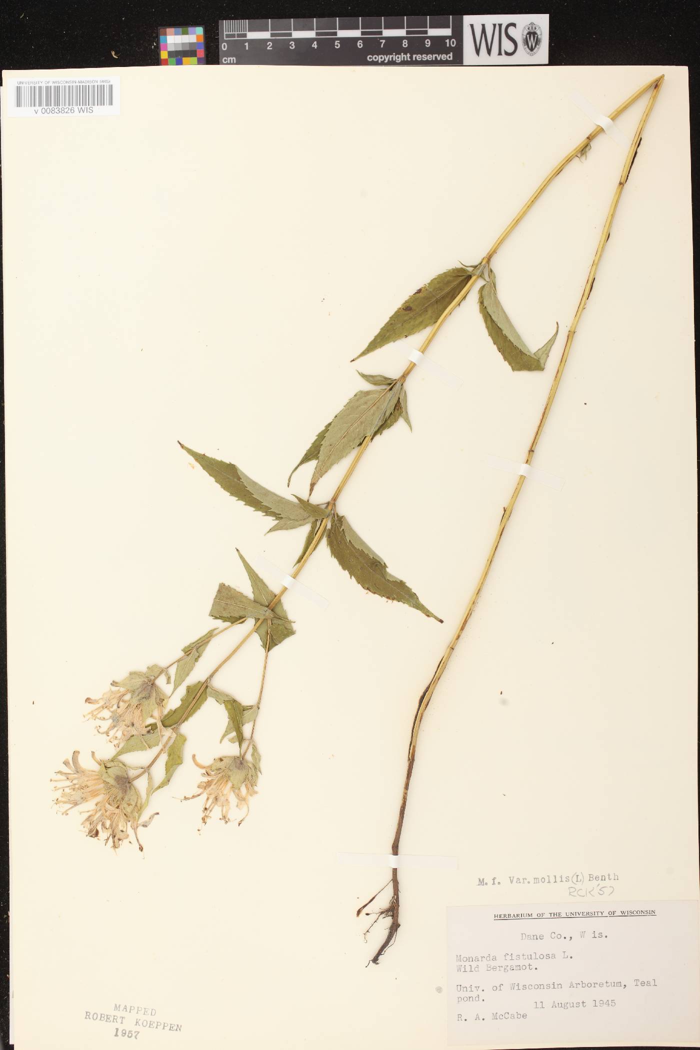 Monarda fistulosa subsp. fistulosa image