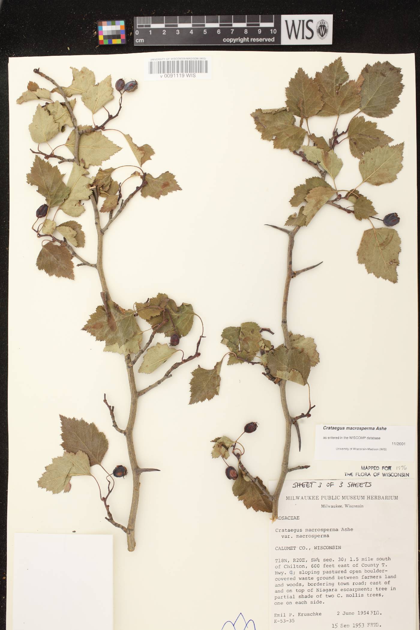 Crataegus macrosperma image
