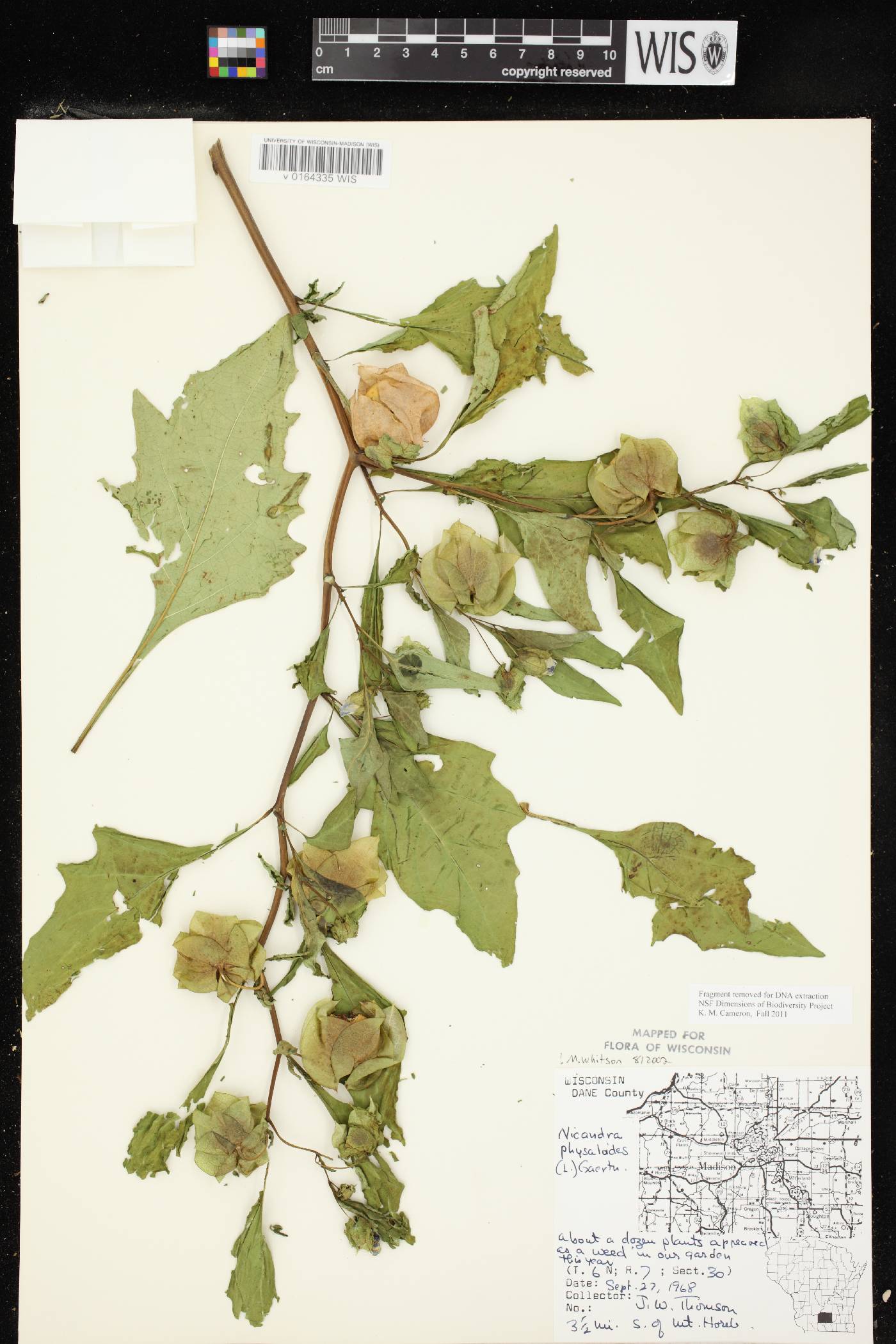 Nicandra physalodes image
