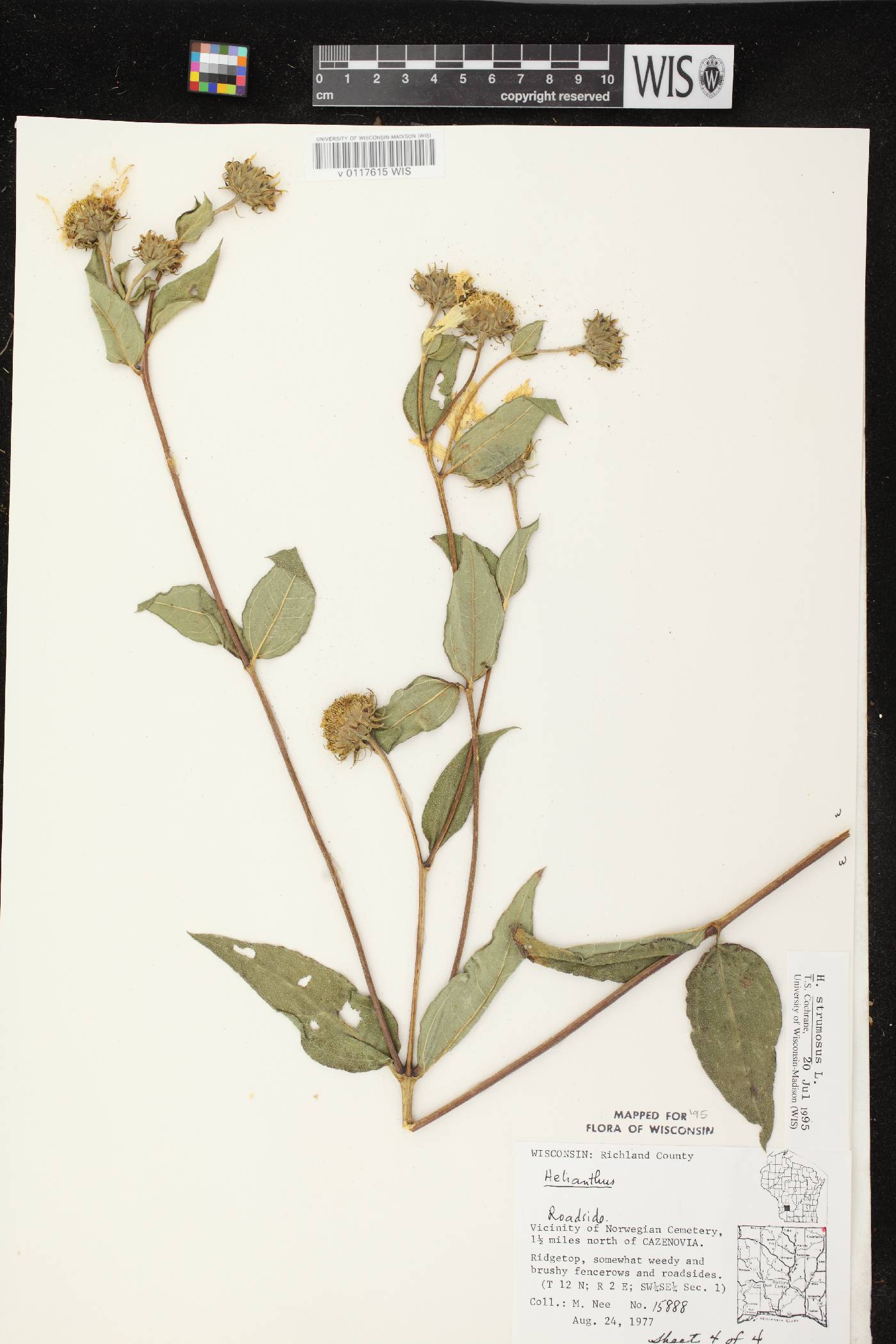 Helianthus strumosus image