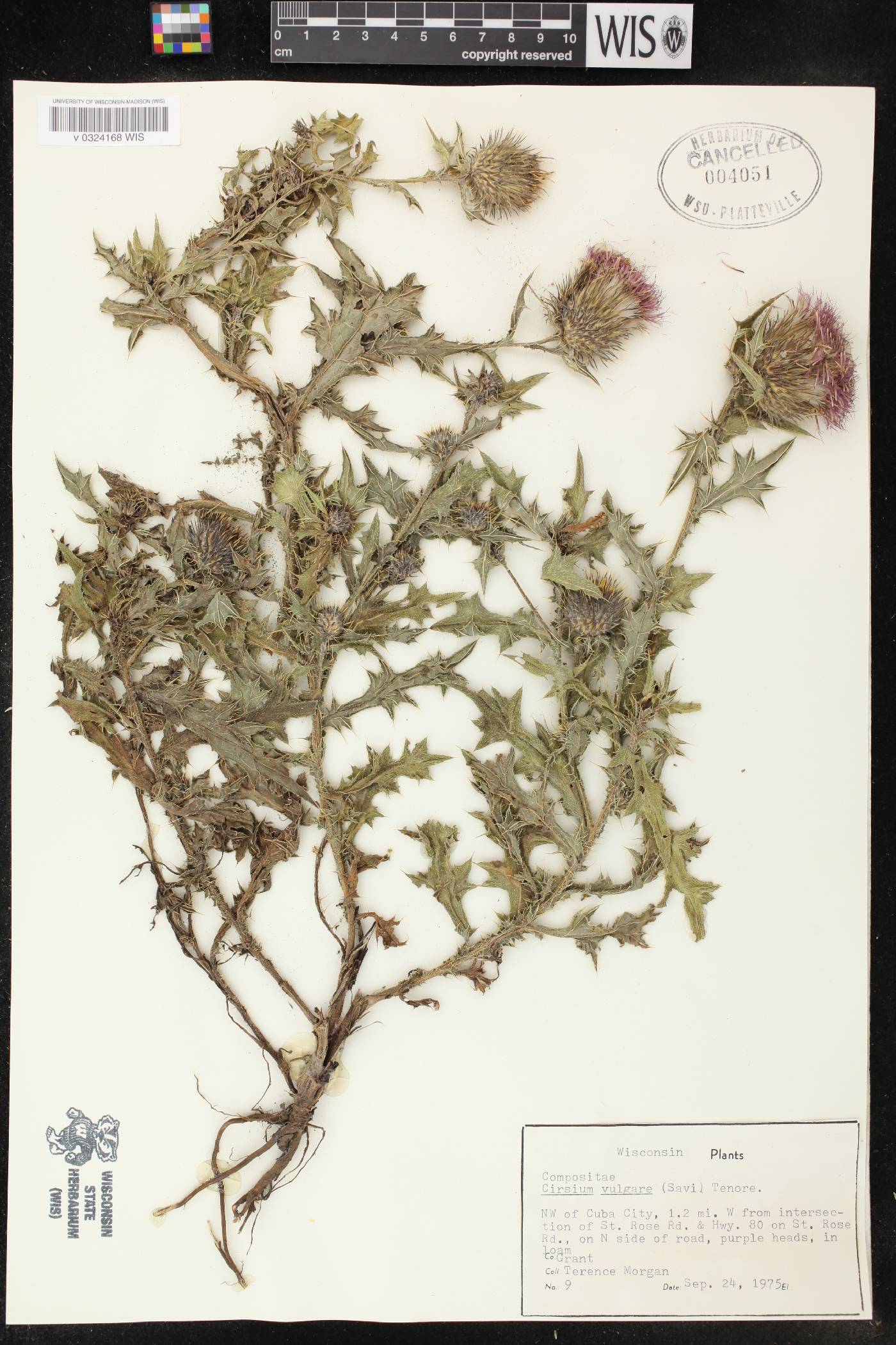 Cirsium vulgare image
