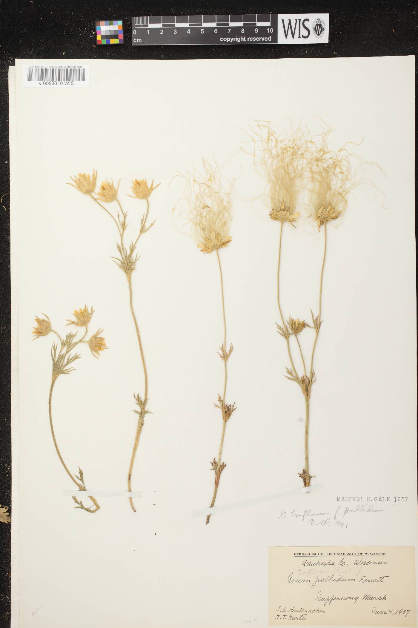Geum triflorum var. triflorum image