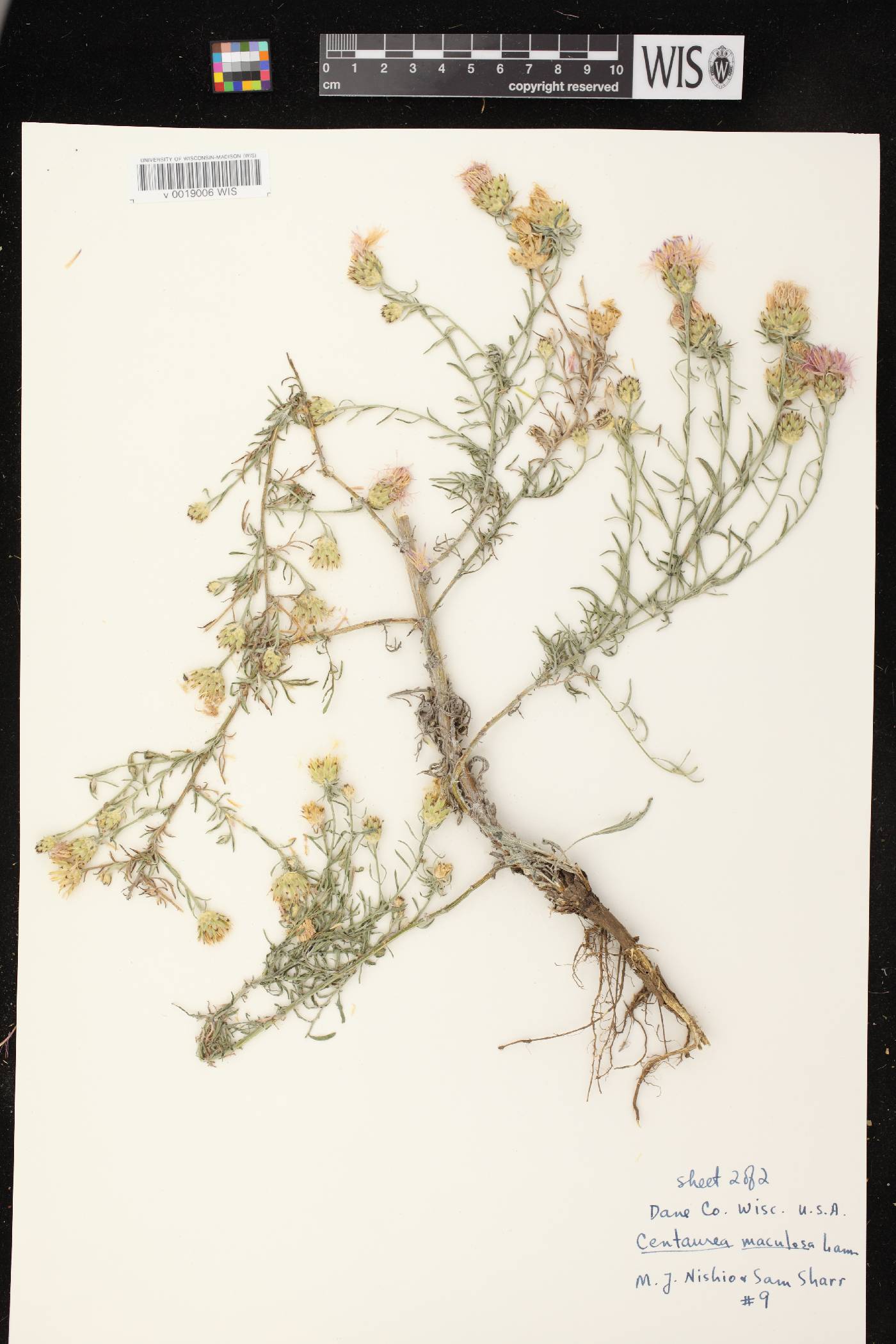 Centaurea stoebe subsp. micranthos image
